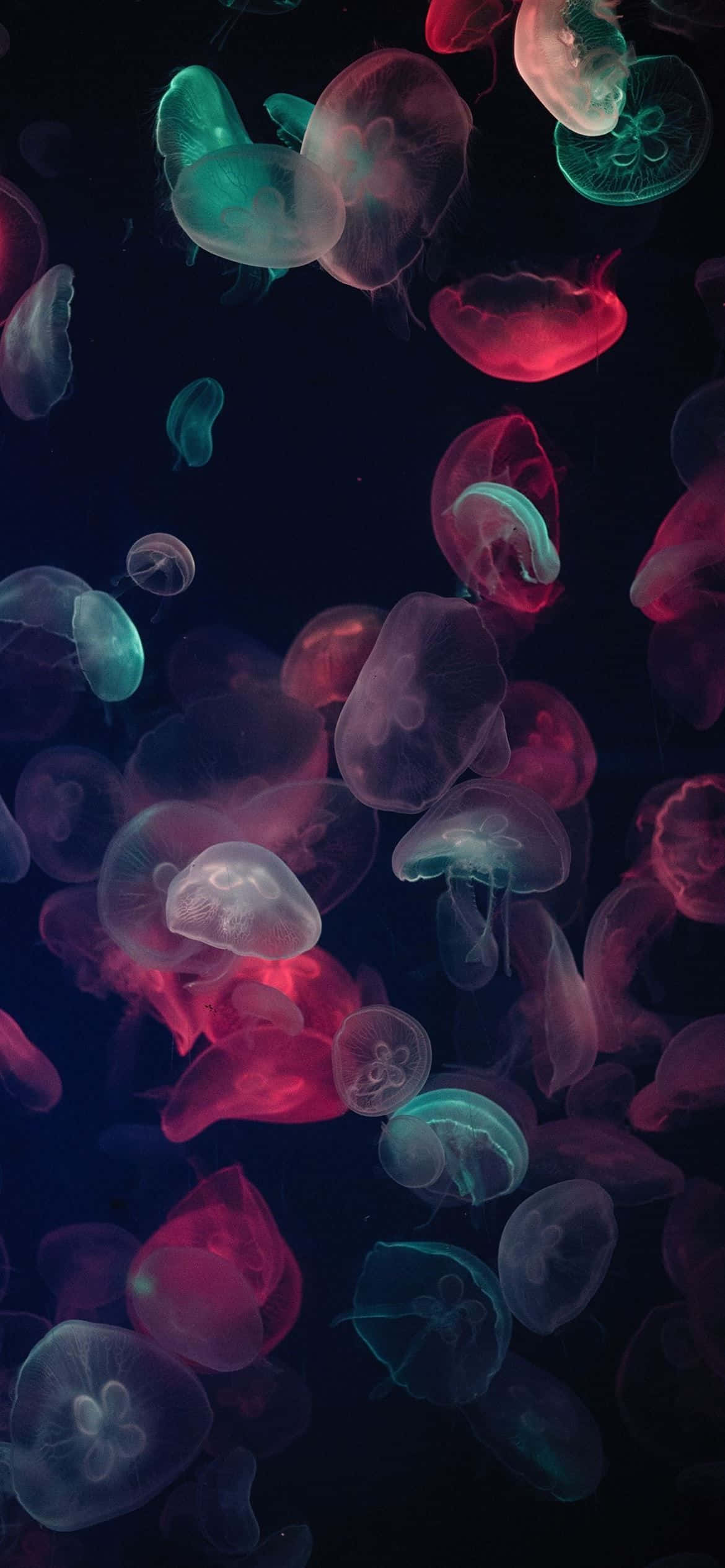 1170x2532 Opløsning Multifarvet vandmand Wallpapers