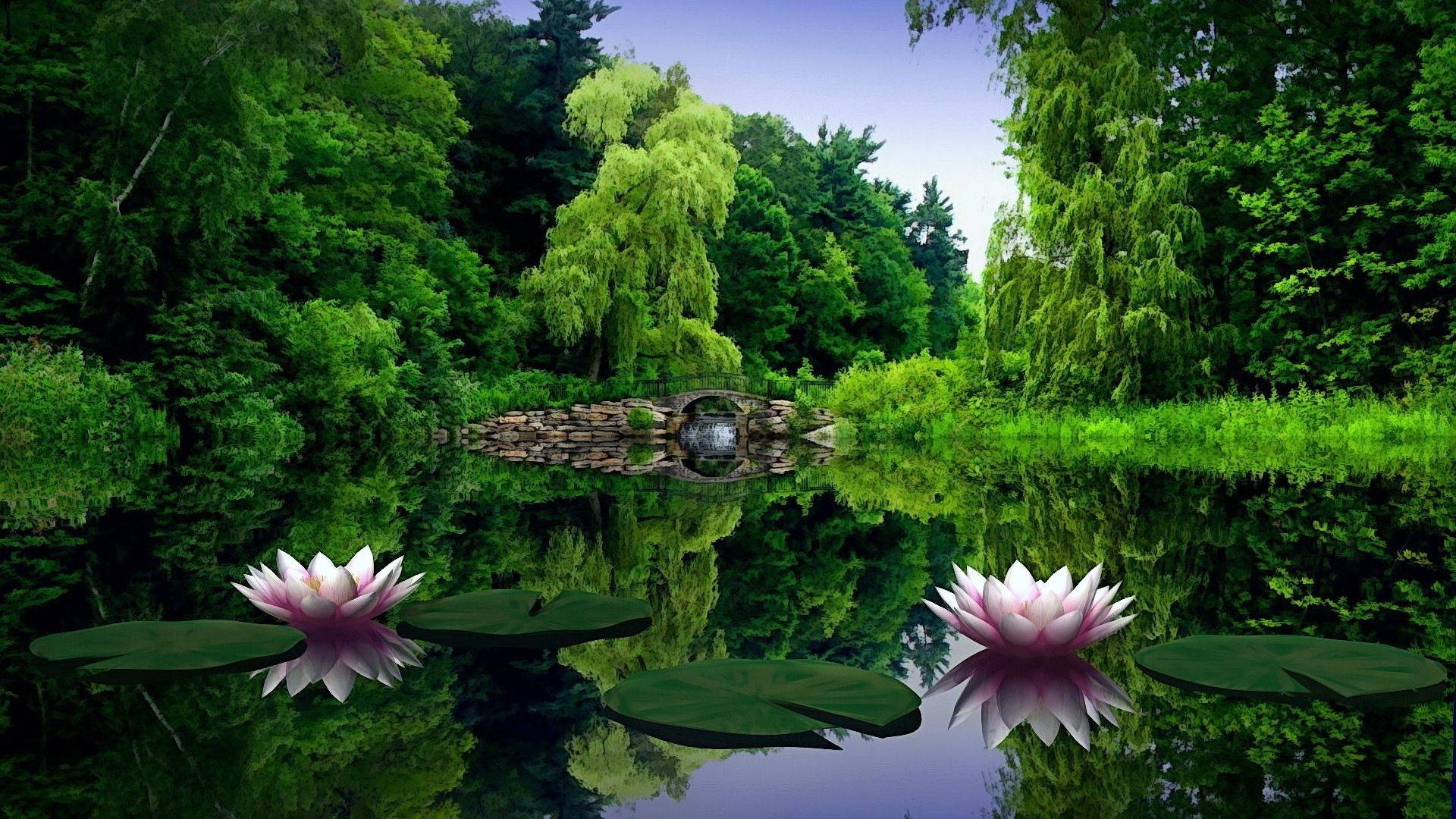 1920x1080 Full HD Natur Vandlilje Wallpapers
