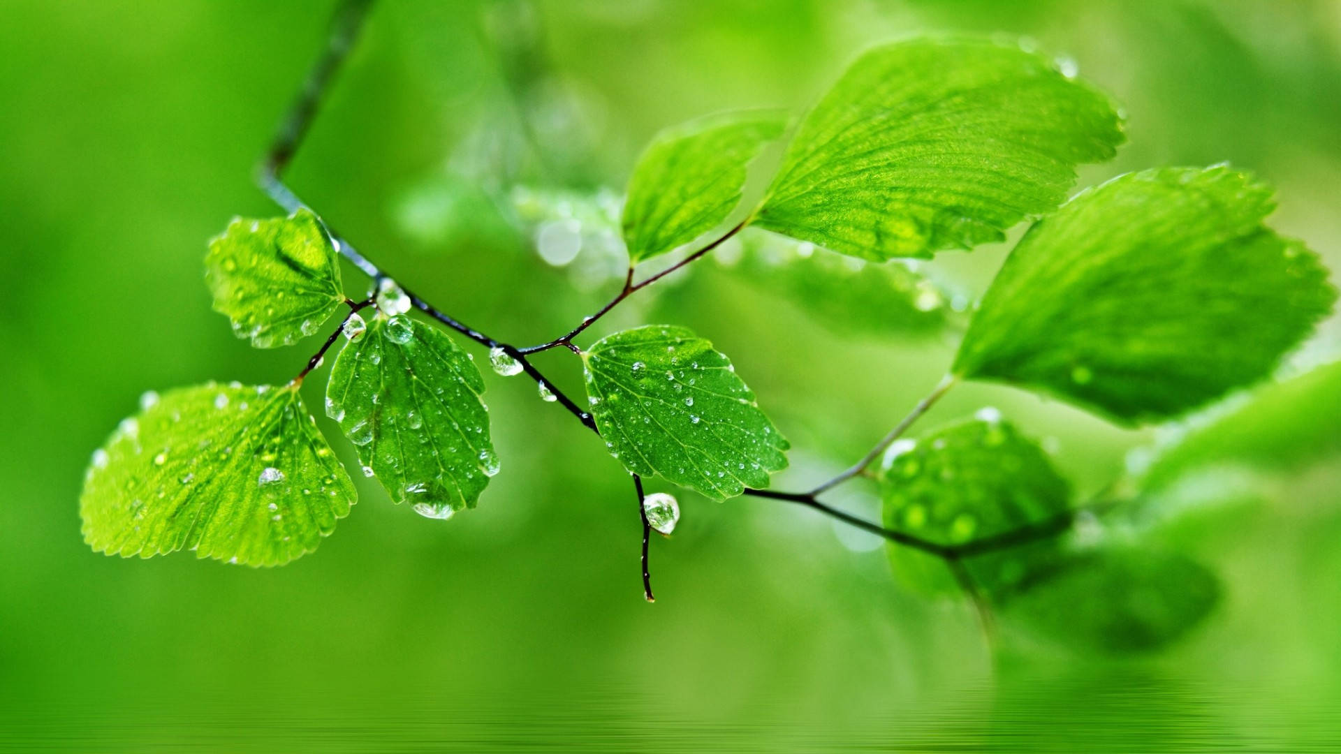 1920x1080 Full HD Natur våde grønne blade Wallpapers