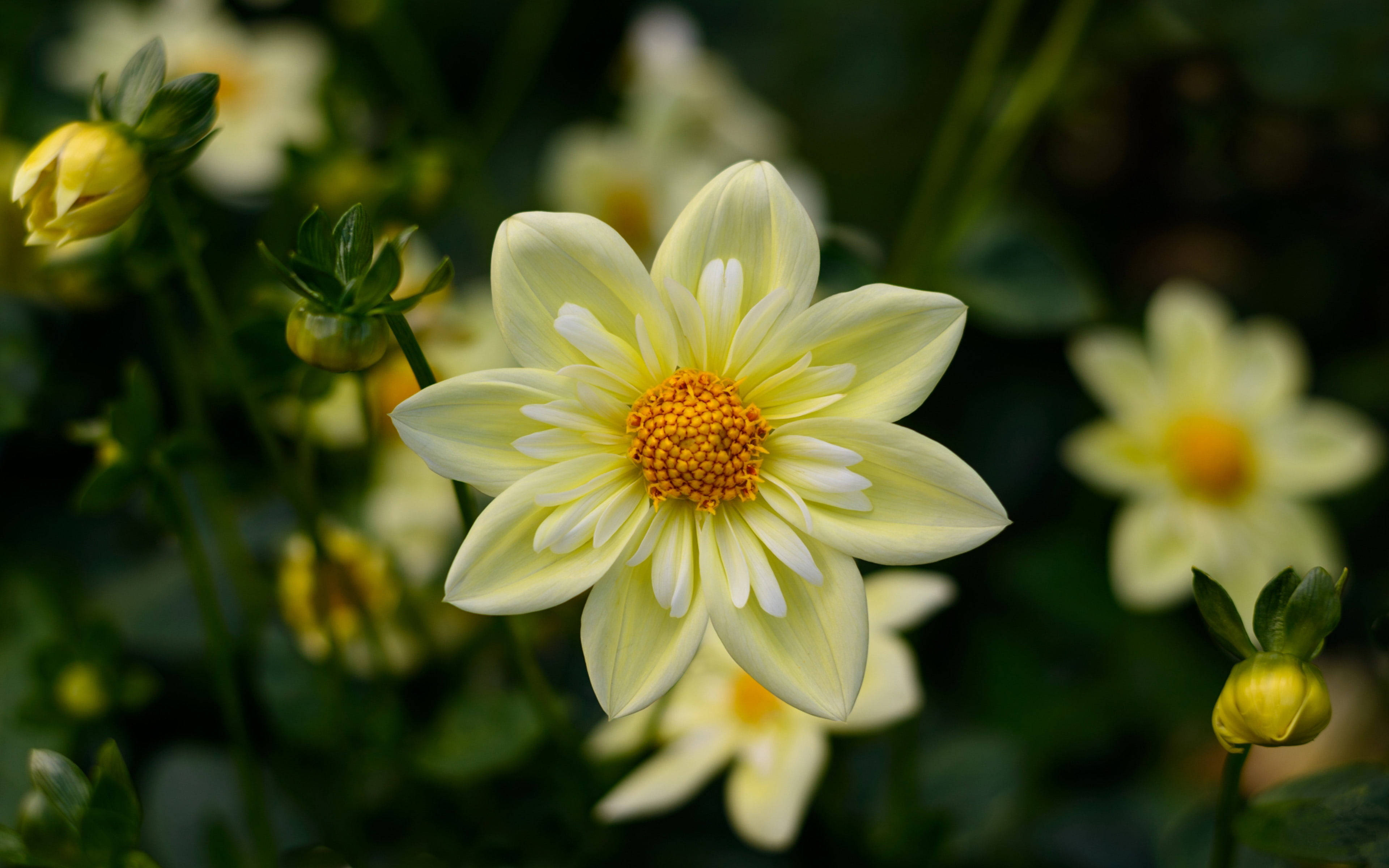 1920x1080 HD Blomst Dahlia Wallpapers