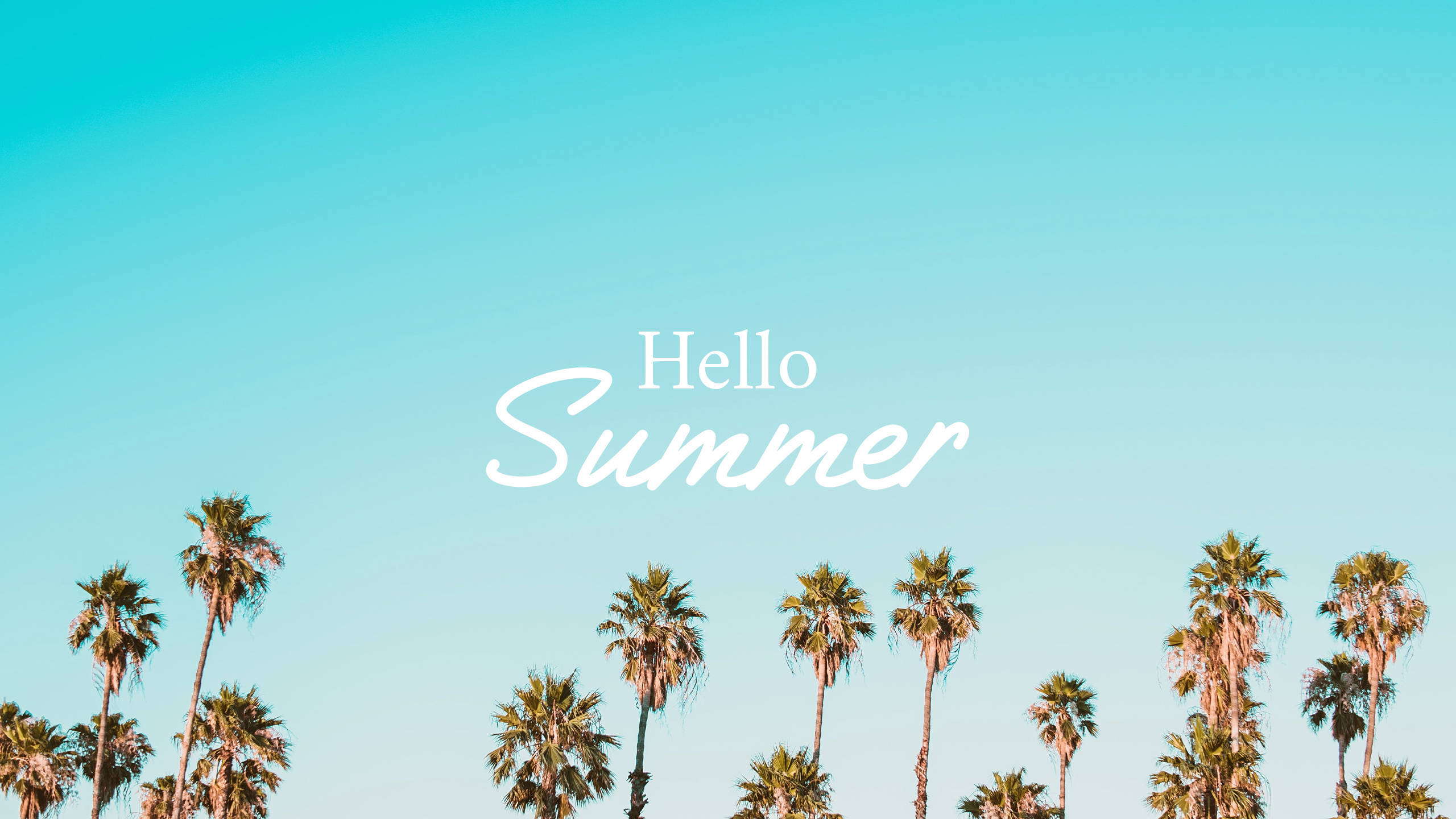 2560x1440 Sommerpalmer Wallpapers