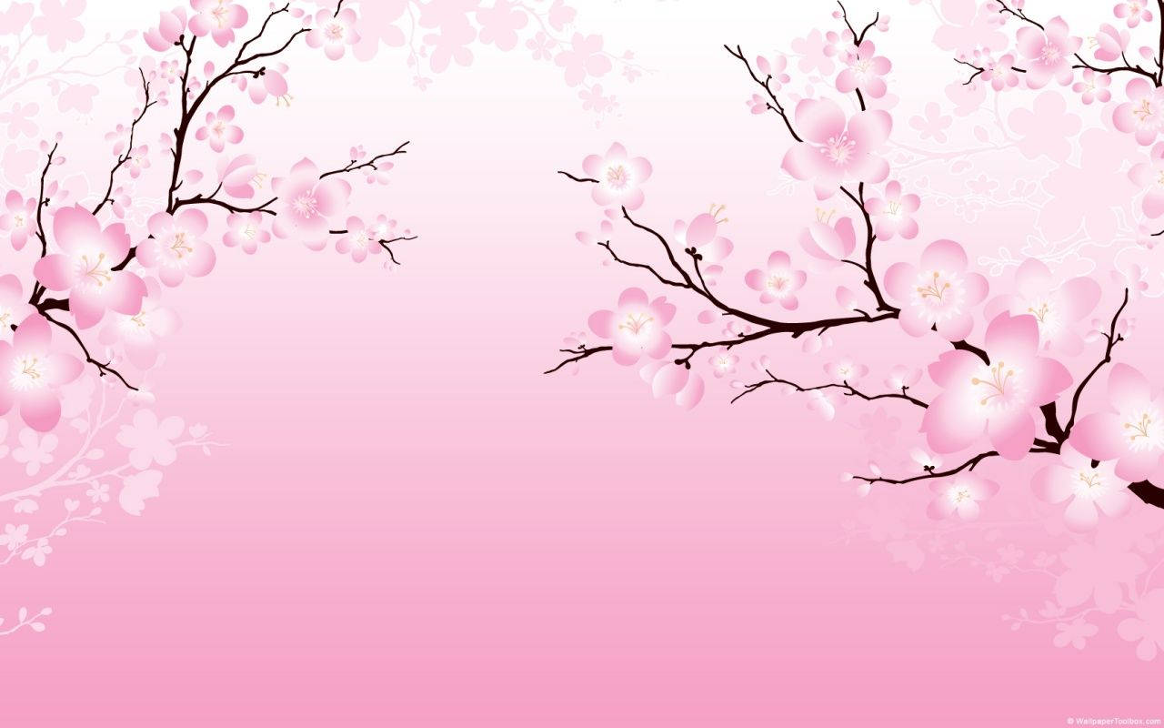 2D kirsebærblomst Wallpapers