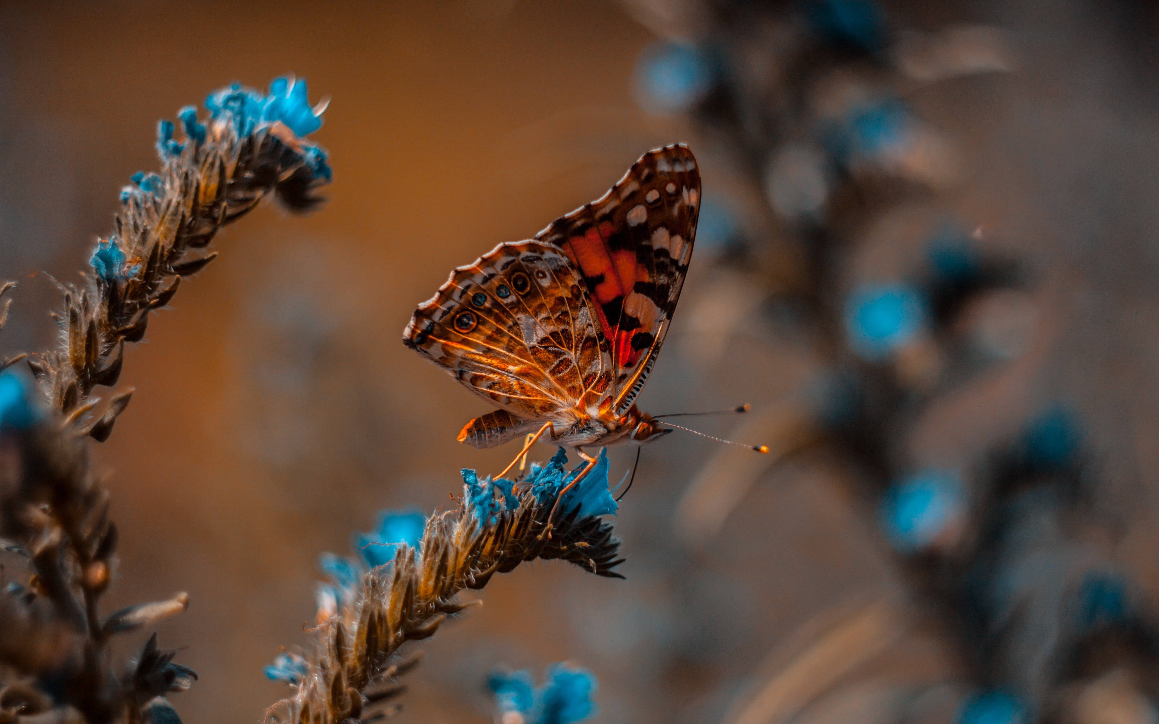 32K Ultra HD Natur Sommerfugl På Blå Plante Wallpapers