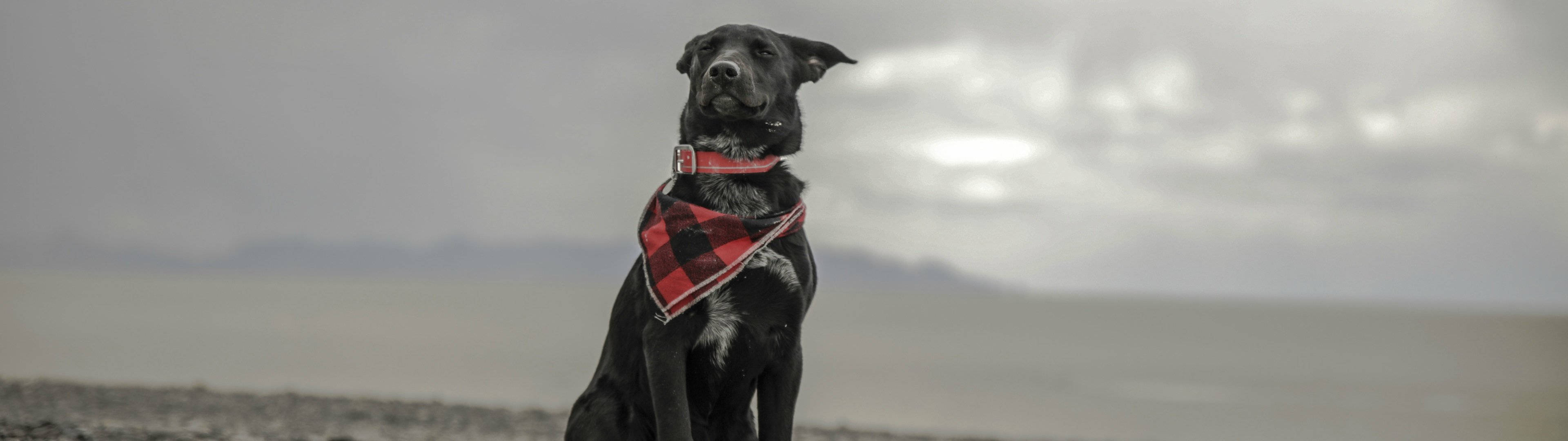 3840x1080 4K Hund med Tørklæde Wallpapers