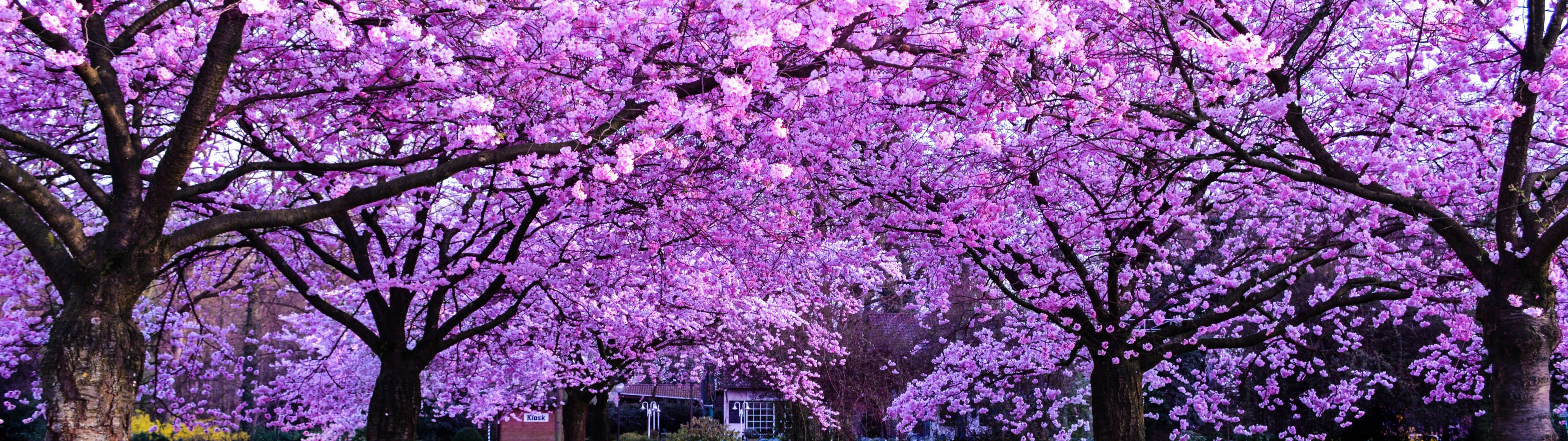 3840x1080 4K Kirsebærblomsttræer Wallpapers