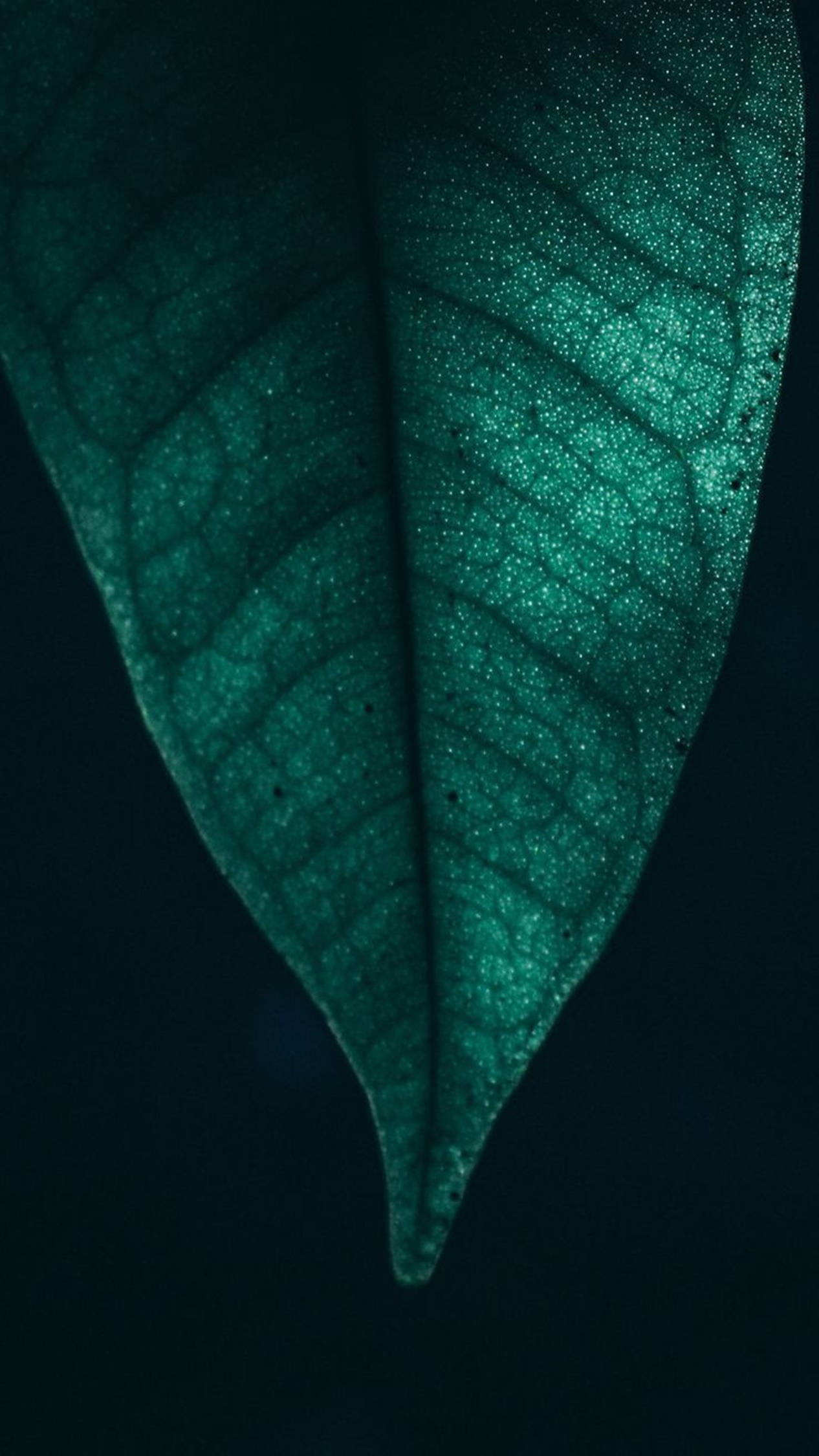 4K Android Mikroblad Wallpapers