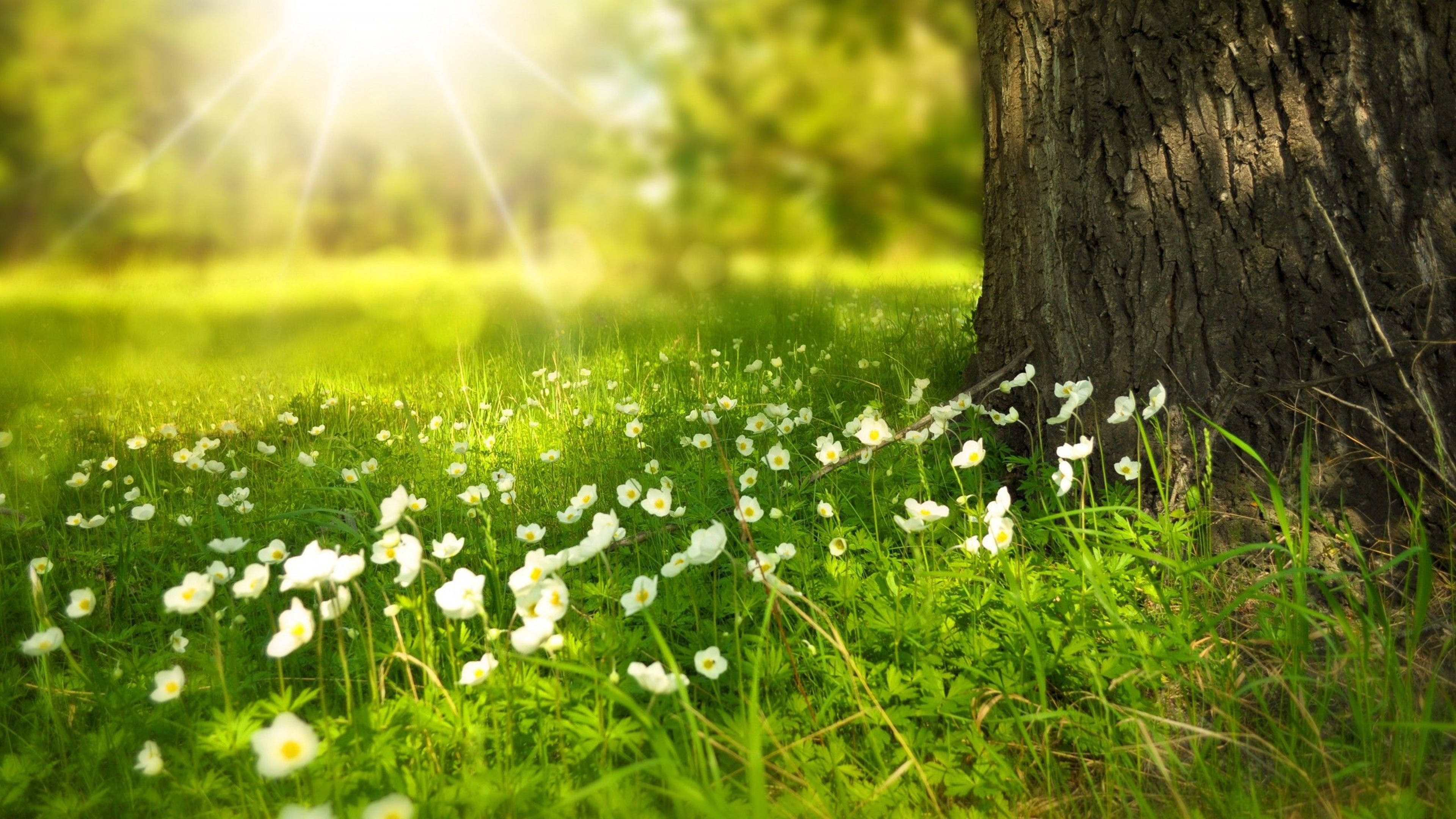 4K Forårsblomster og Blomstrende Træ Wallpapers