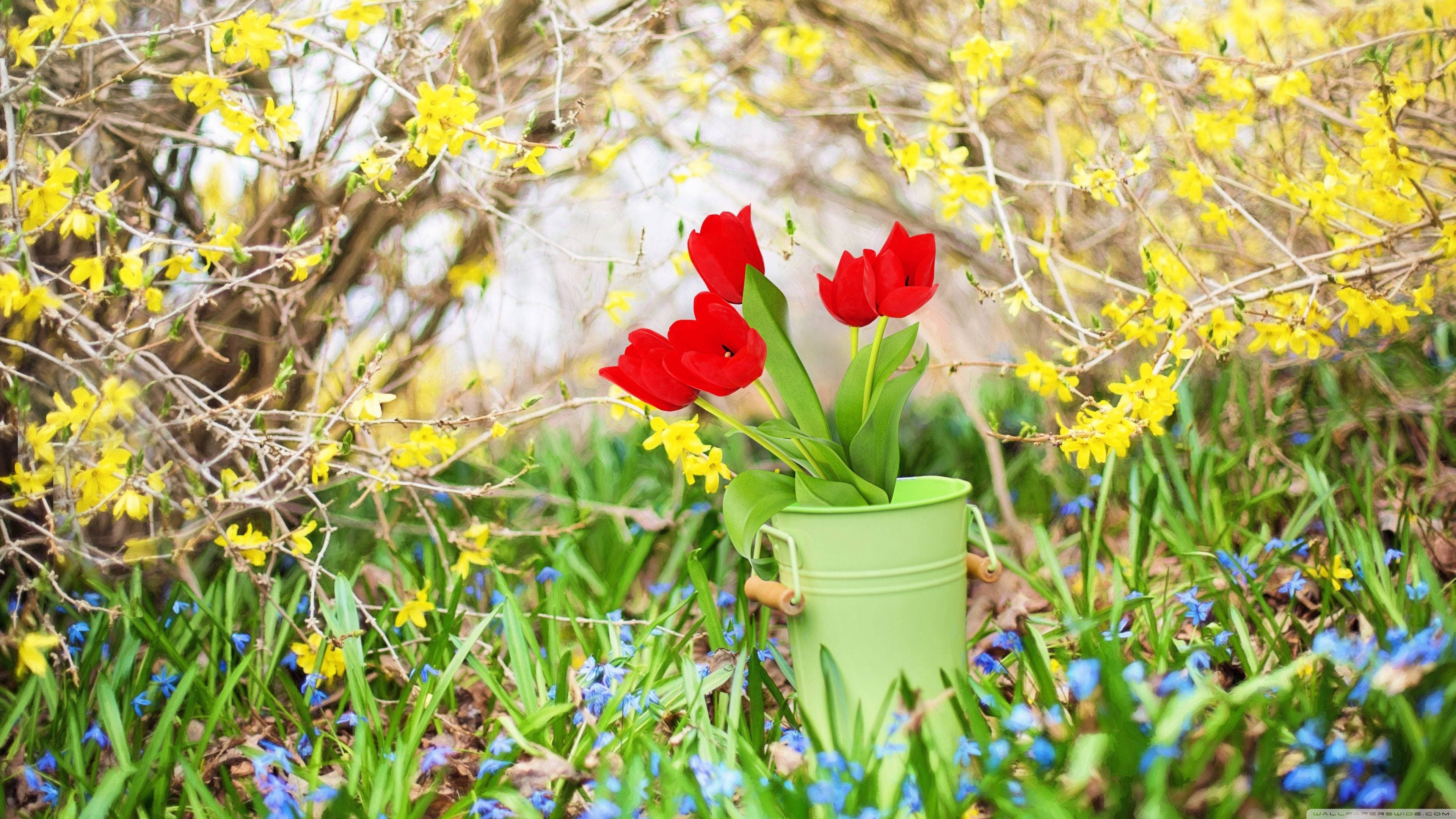 4K Forårsroser og Gule Blomster Wallpapers