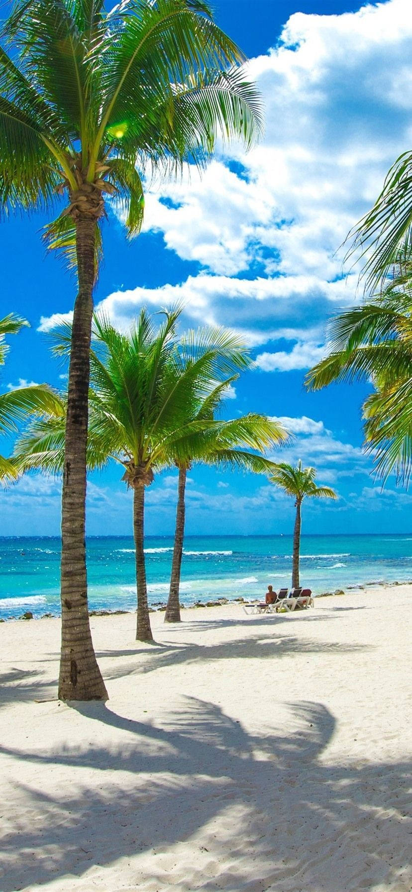 4K iPhone Kokospalmer ved strandbredden Wallpapers