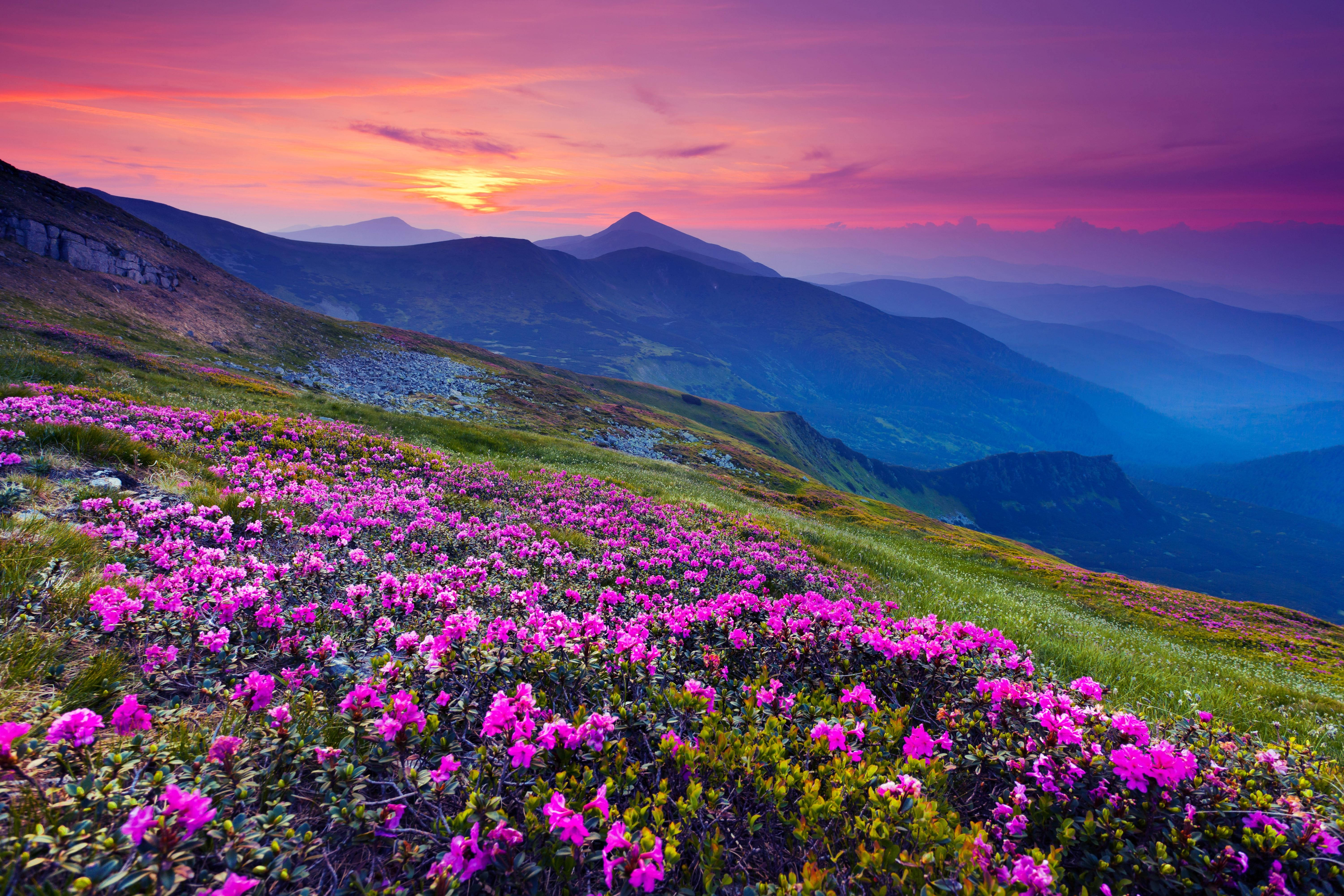 4K Landskab Lilla Solnedgang Blomst Wallpapers