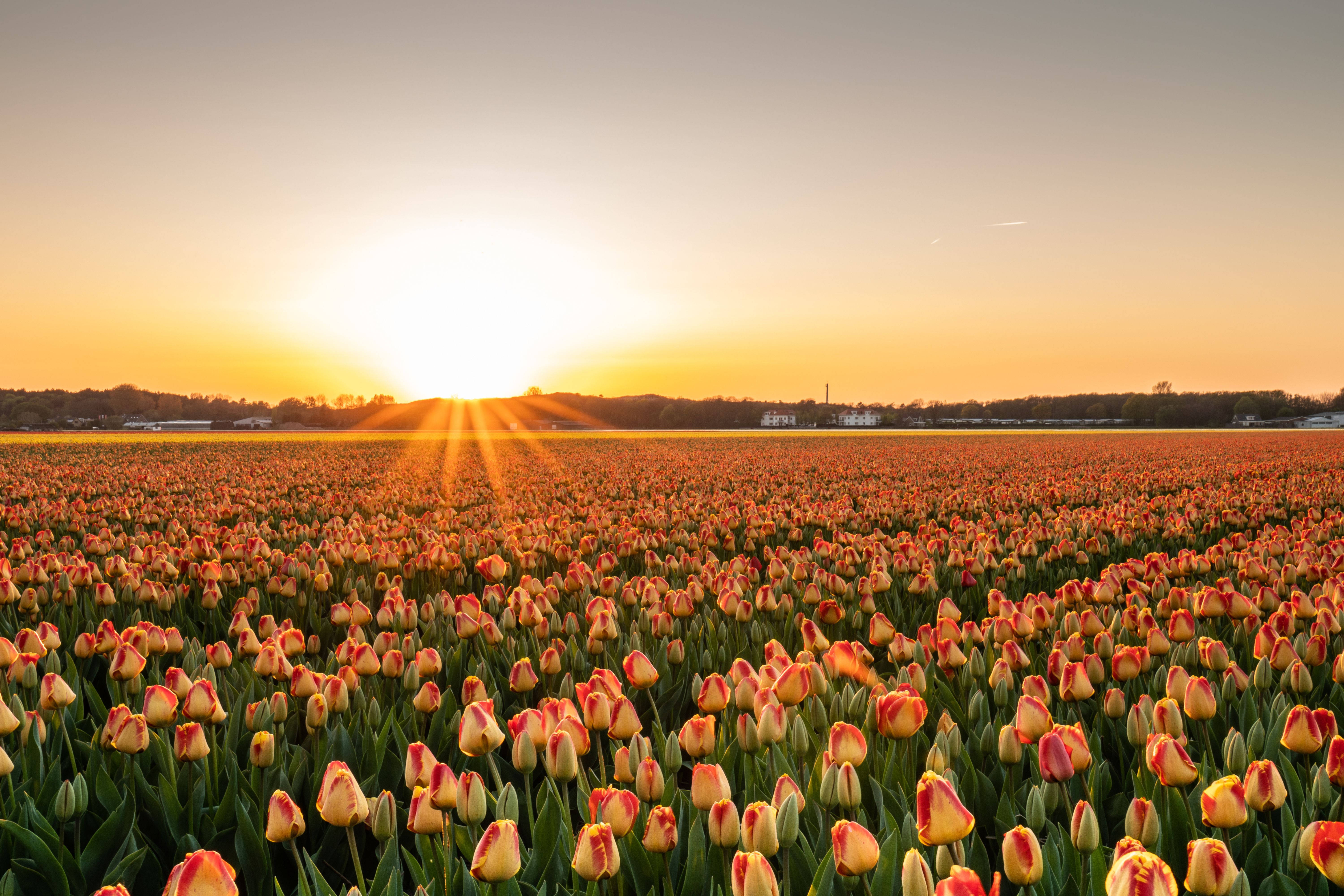 4K Landskab tulipan solnedgang have Wallpapers