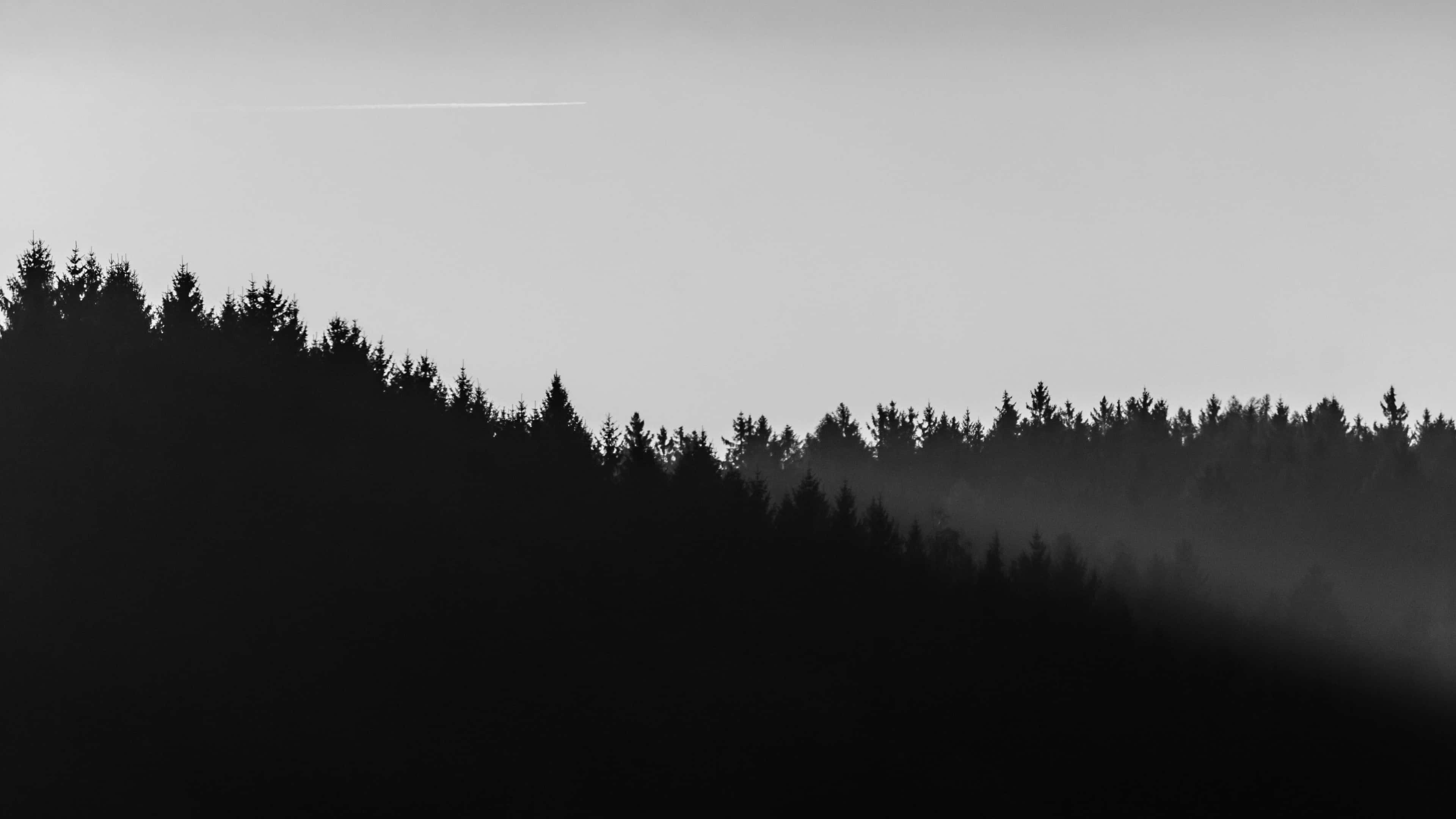 4K Minimalistisk Sort og Hvid Skov Wallpapers