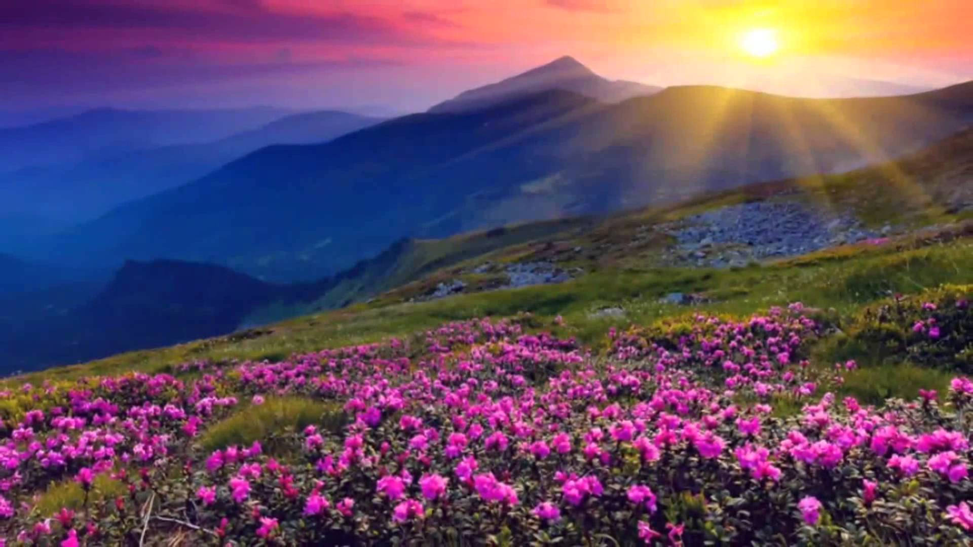 4K Natur Blomster Og Solopgang Wallpapers
