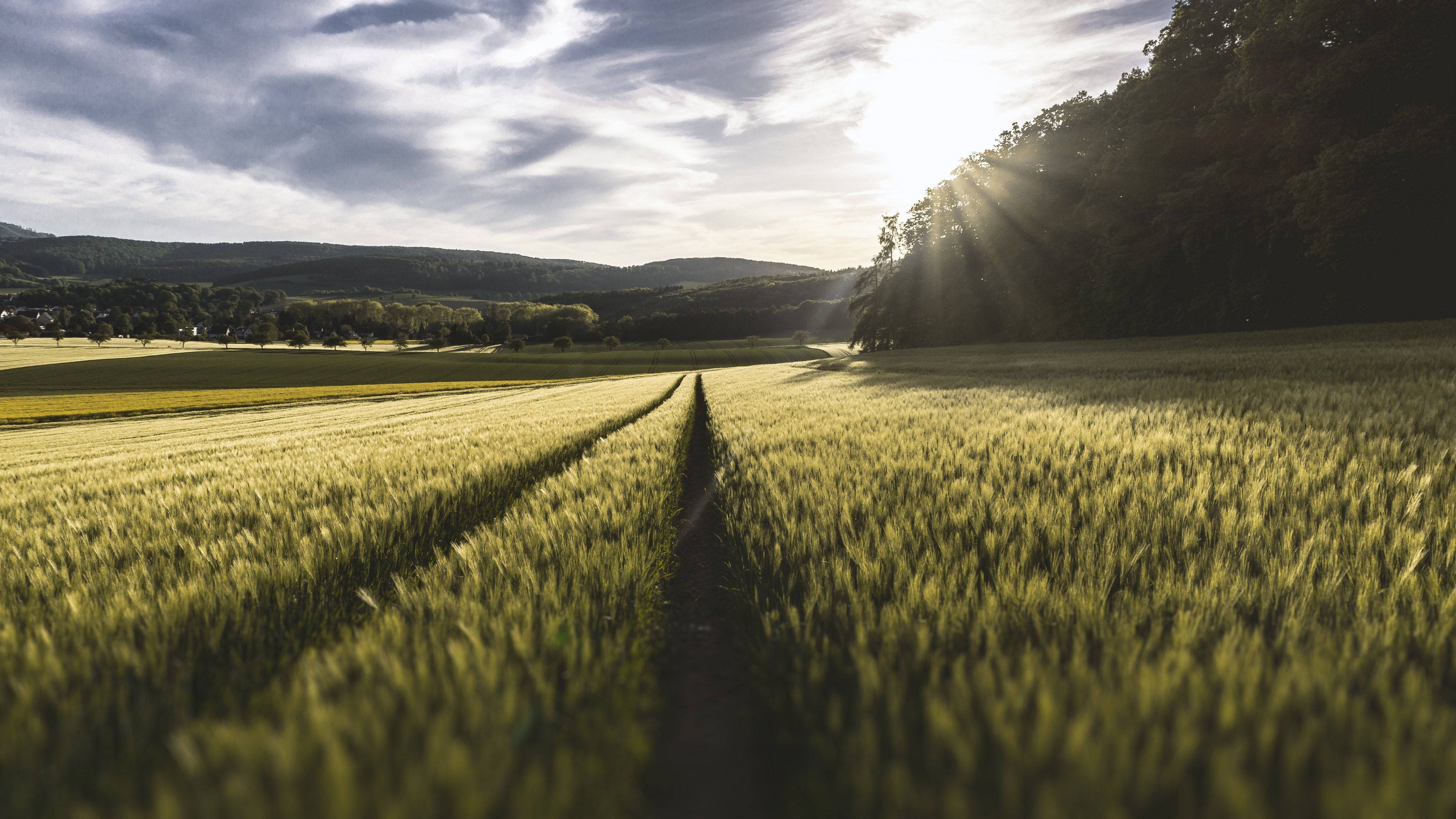 4K Natur Eng og Sollys Wallpapers