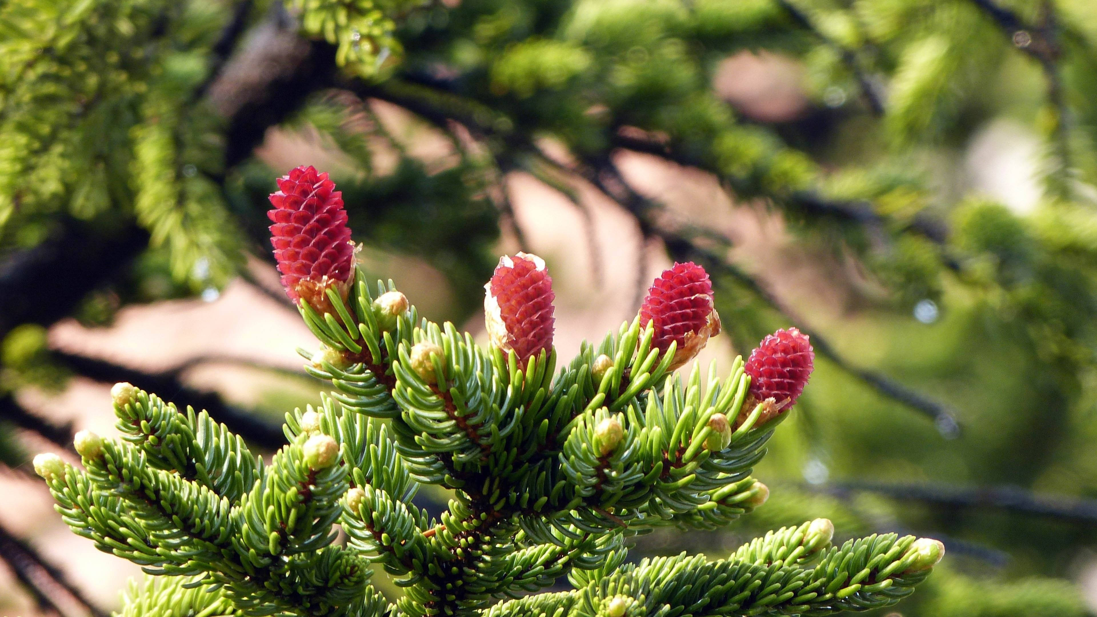 4K Natur Fyrretræ Wallpapers