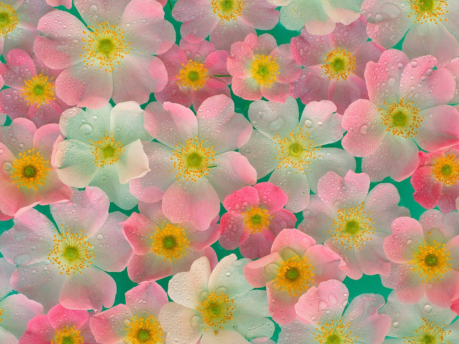 4K Natur Lyserøde Blomster Wallpapers