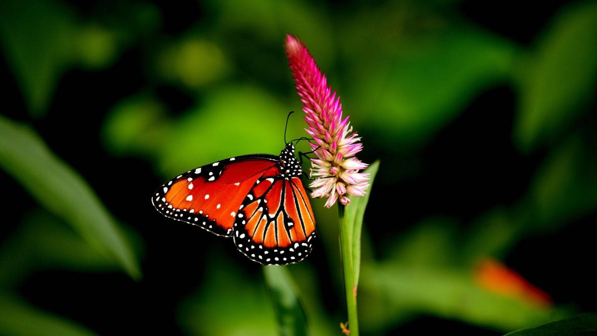 4K Natur Sommerfugl Wallpapers