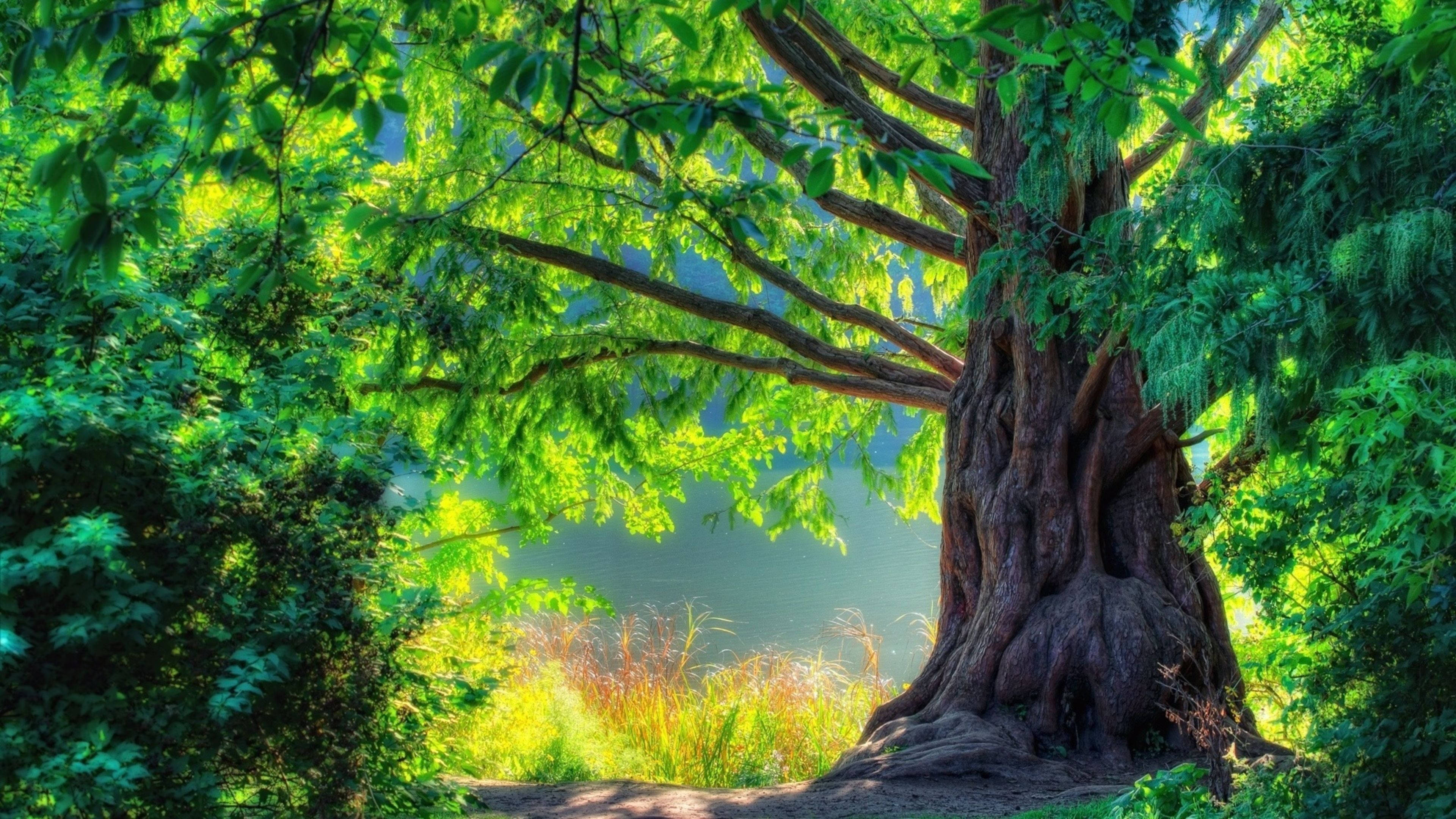 4K Natur Stort Træ Wallpapers
