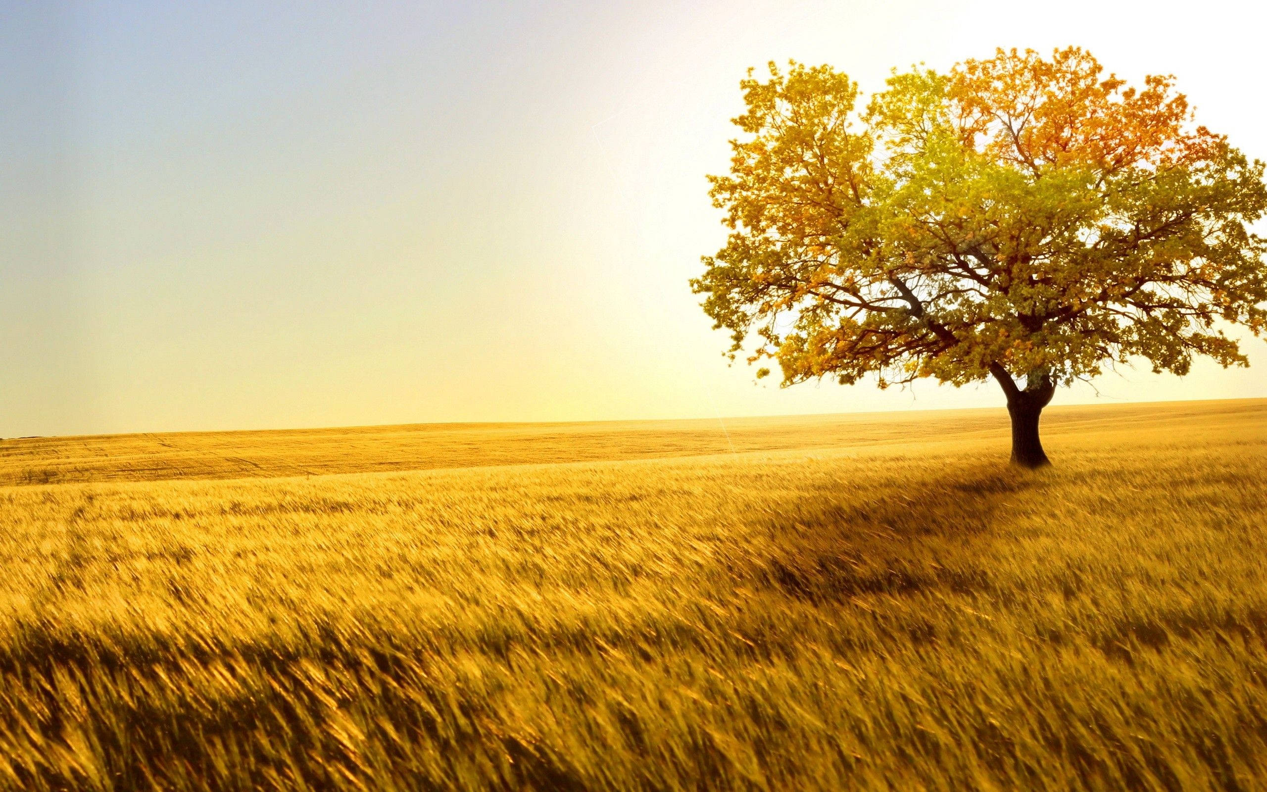 4K Natur Træ Wallpapers