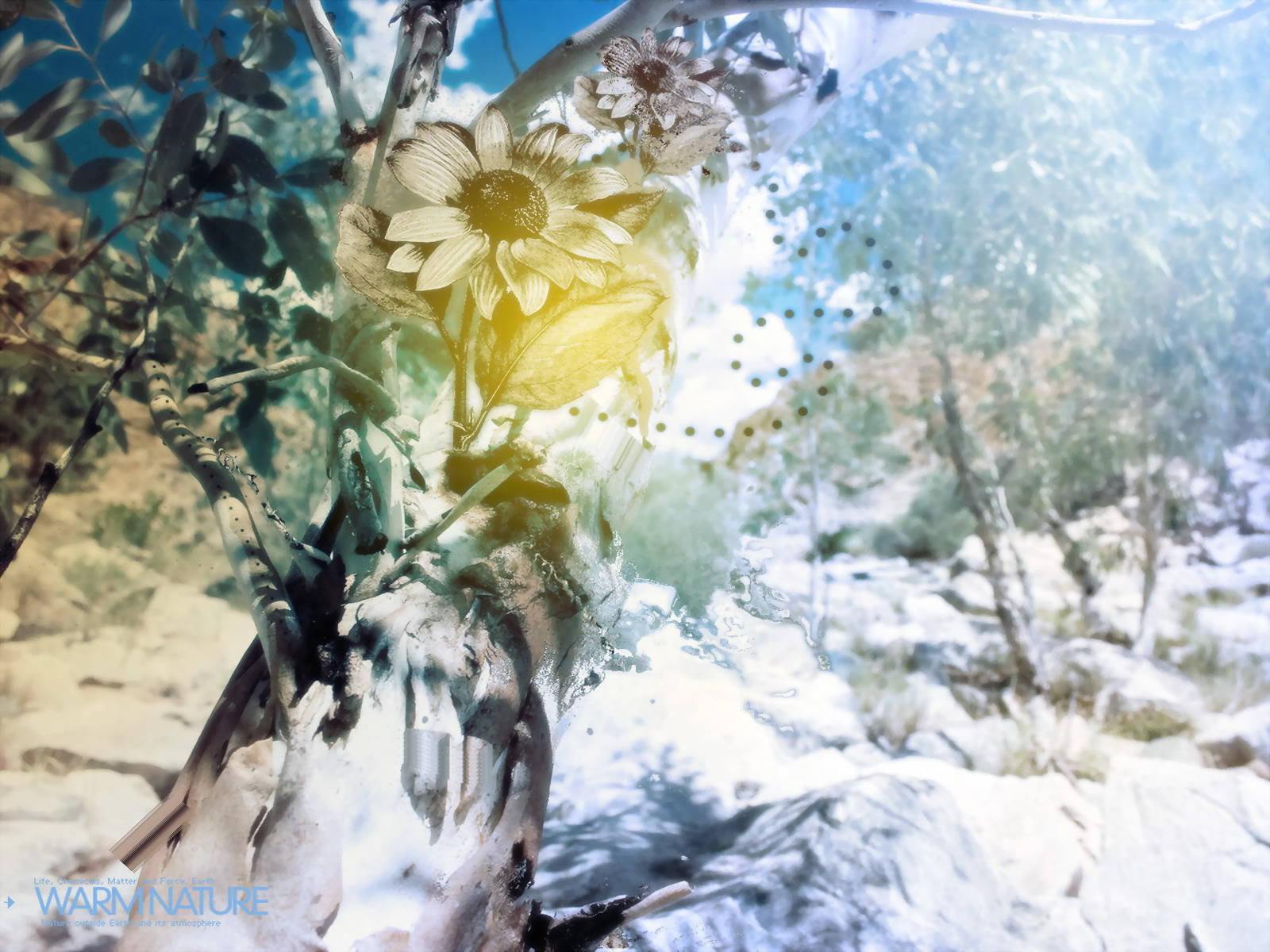 4K Naturblomst og Sne Wallpapers