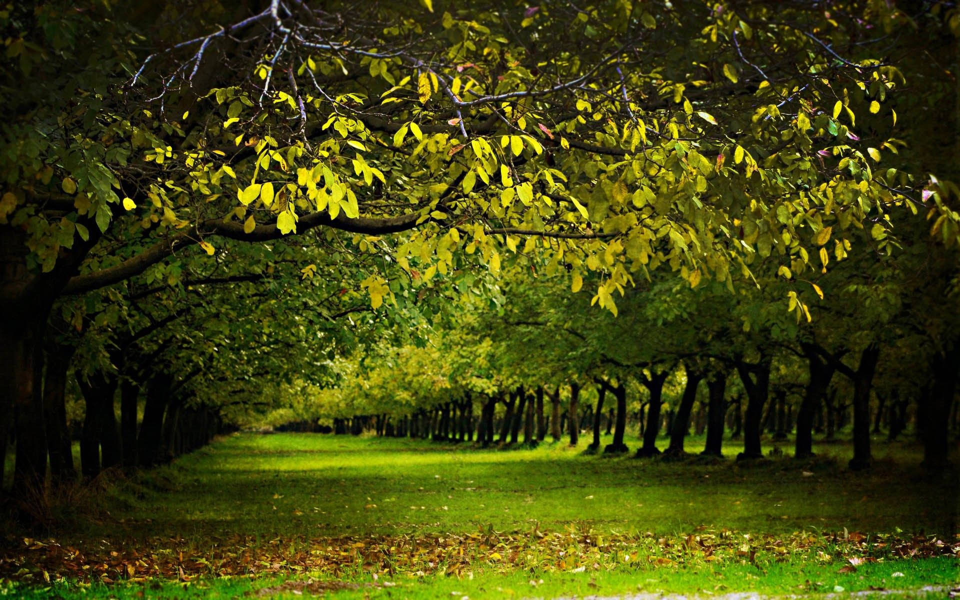 4K Natursti med Træer Wallpapers