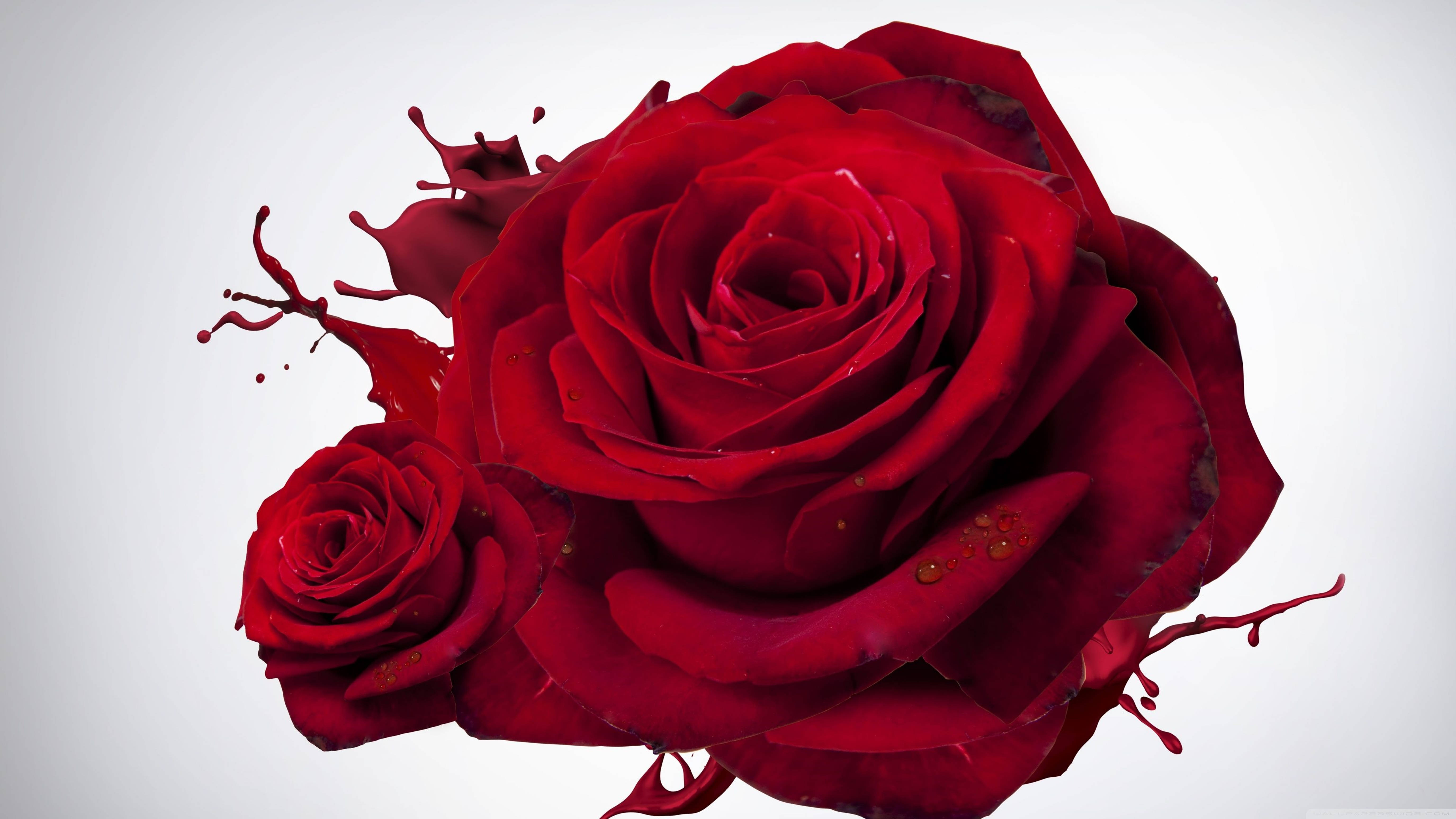4K Rød rose med vandsprøjt Wallpapers