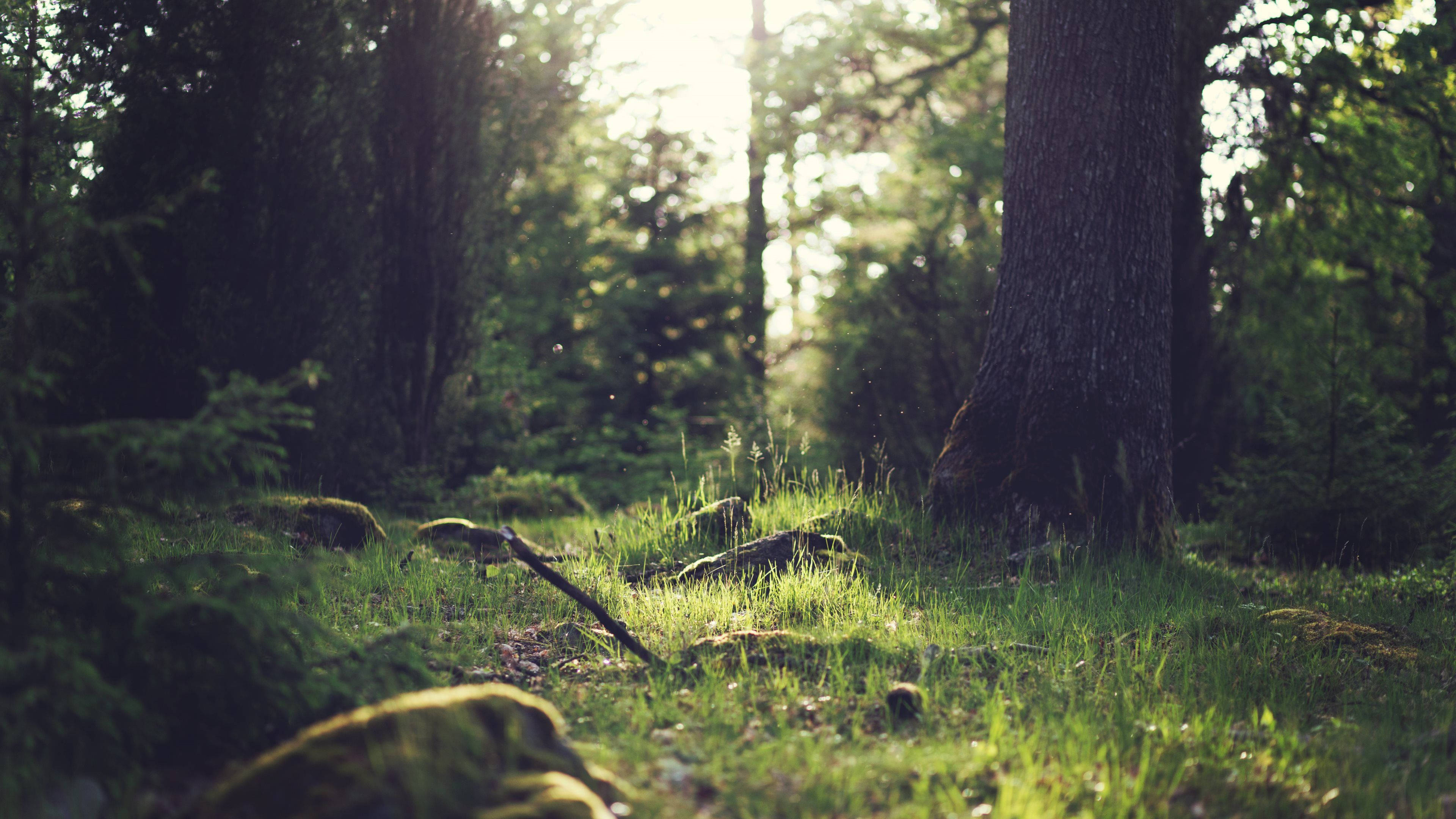 4K Skovbund i Naturen Wallpapers