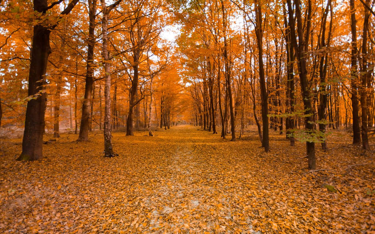Åben vej under solopgangshimmel Wallpapers