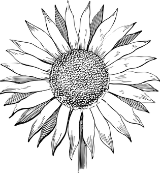 Abstrakt solsikkesilhuet Wallpapers