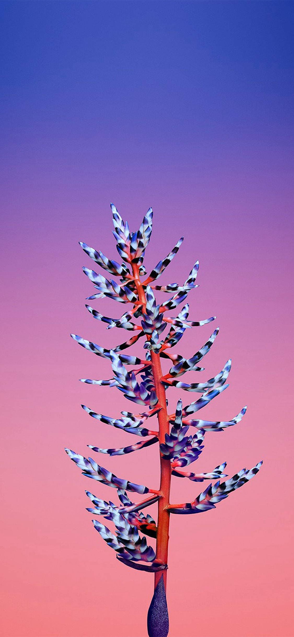 Aechmea Blomst Apple Wallpapers