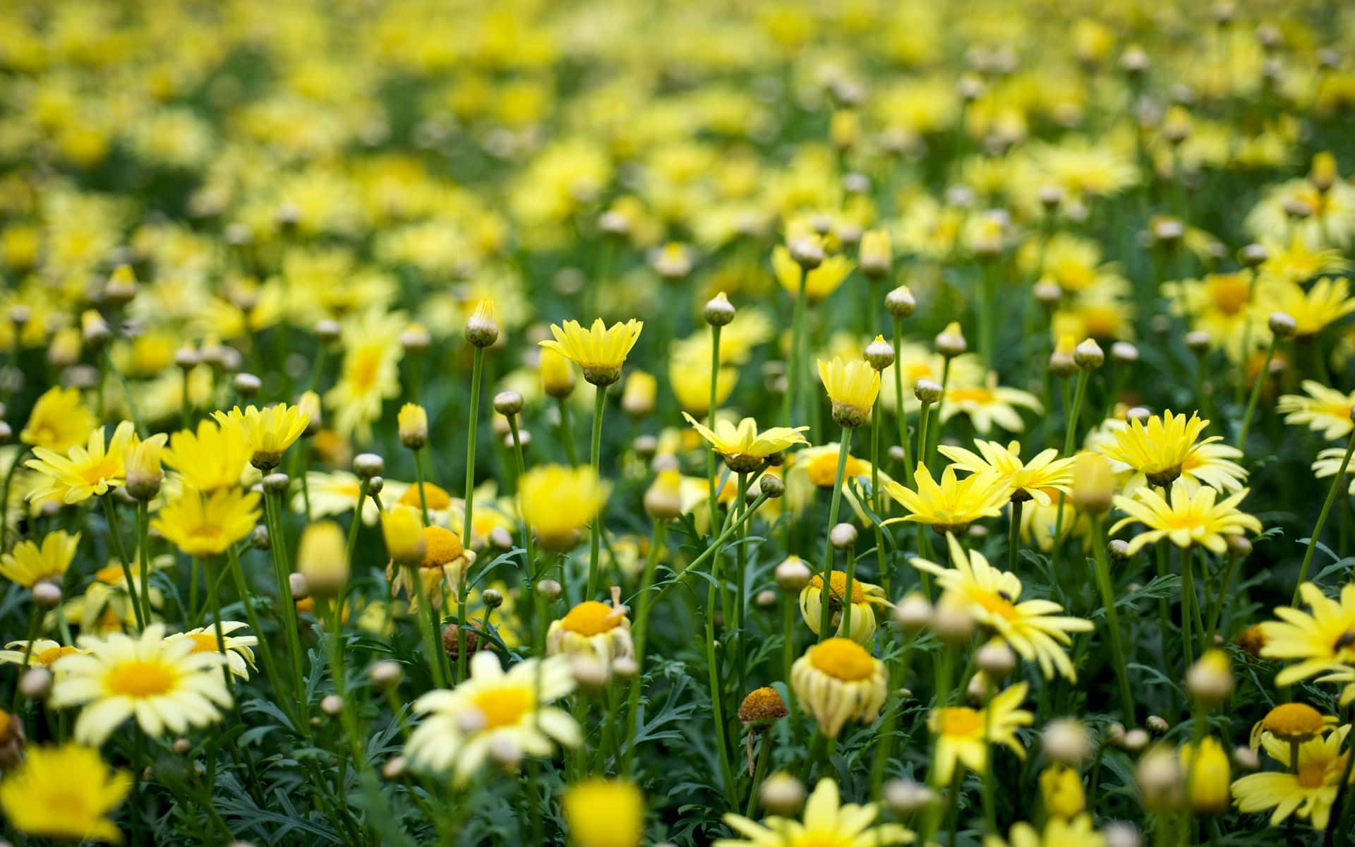 Æstetisk blomsterbaggrund: En symfoni af blomster og sarte kronblade Wallpapers