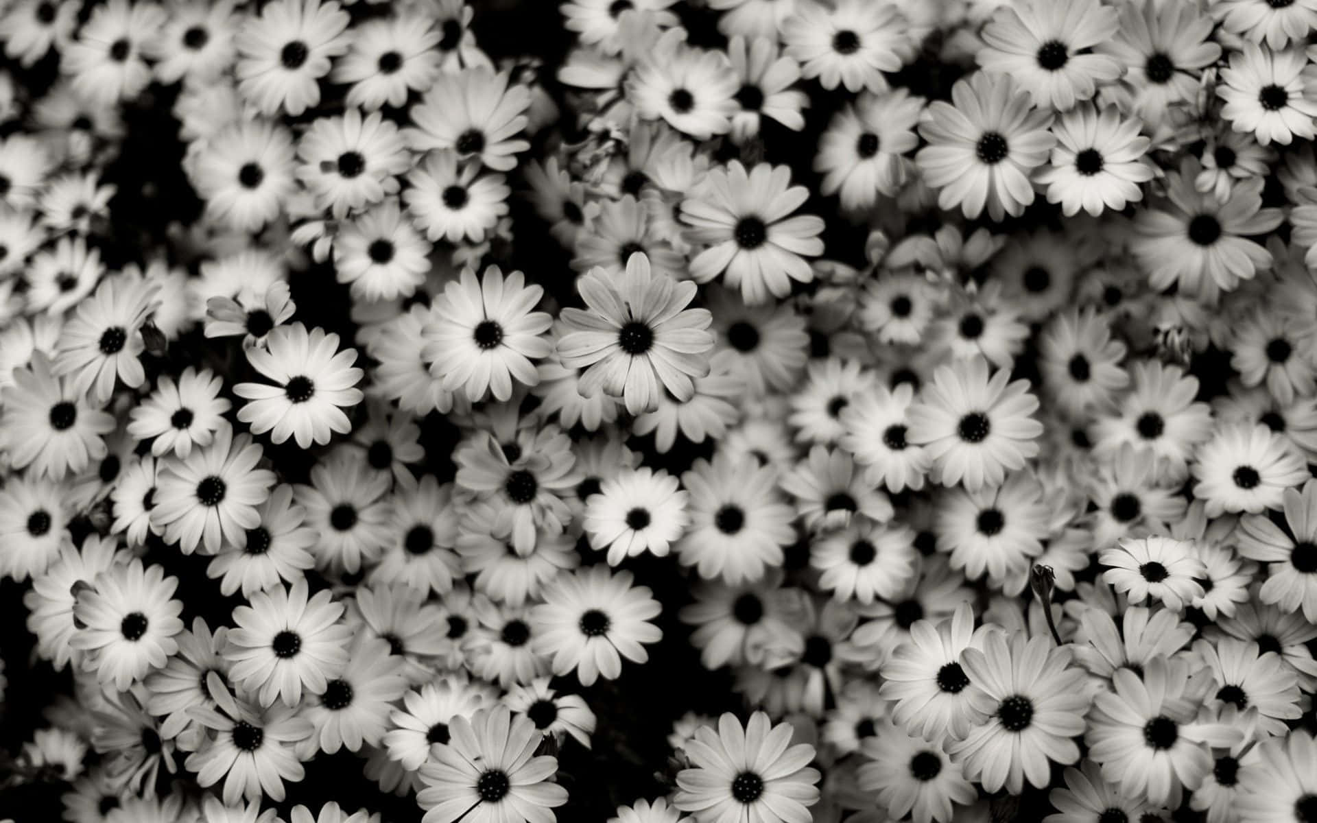 Æstetisk blomsterbaggrund: Farverige blomster i høj opløsning Wallpapers