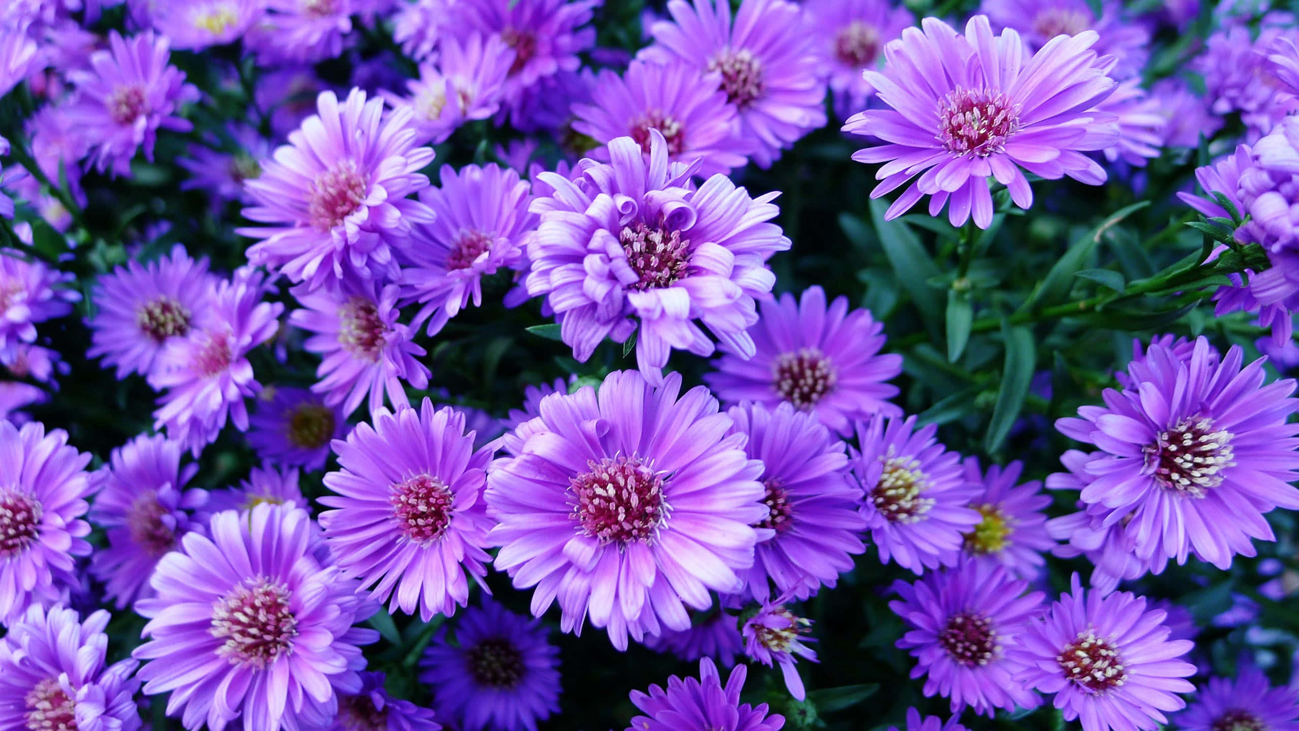 Æstetisk Blomsterbaggrund: Blomstrende Farver Wallpapers