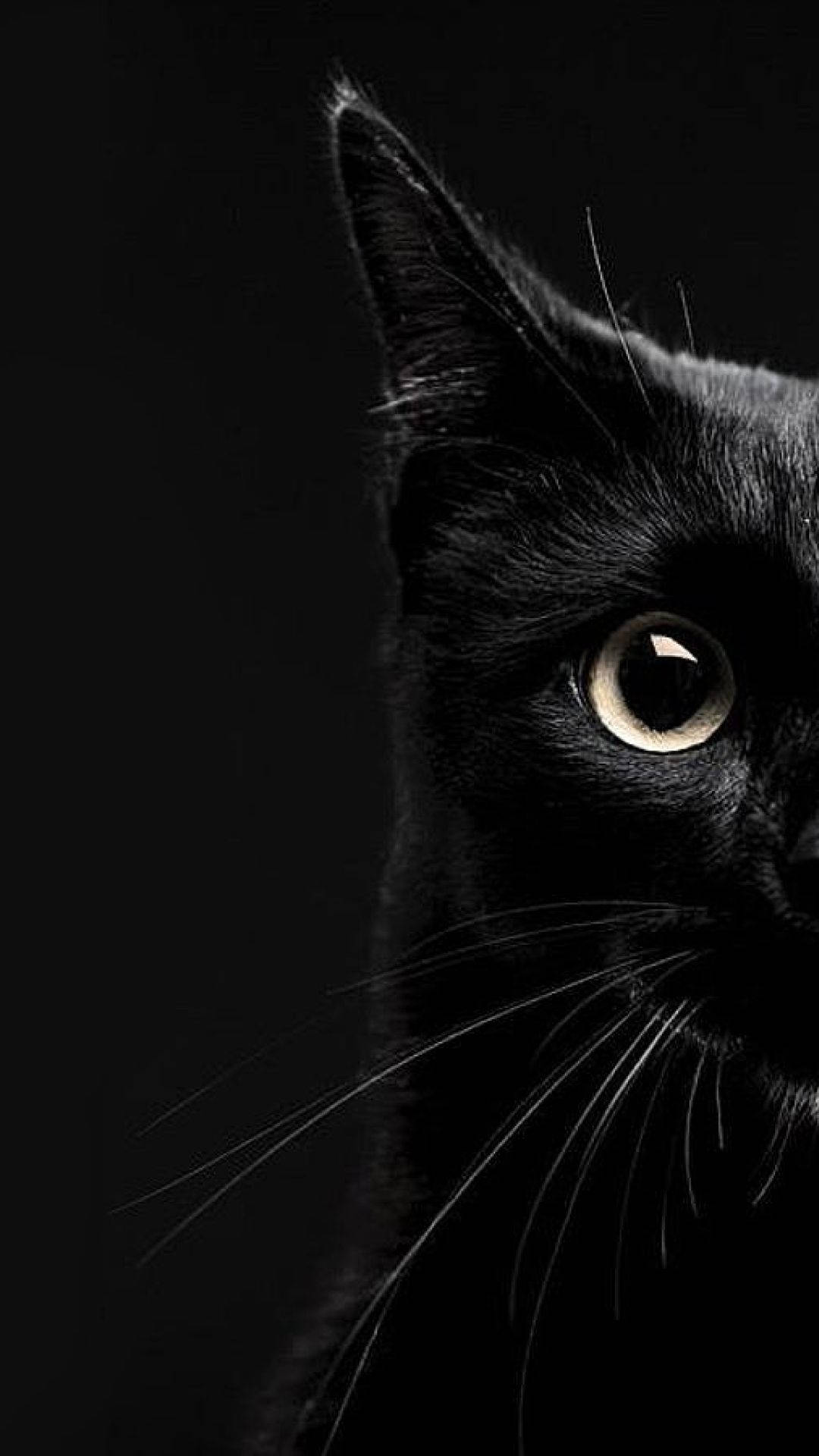 Æstetisk halvportræt af sort kat iPhone Wallpapers
