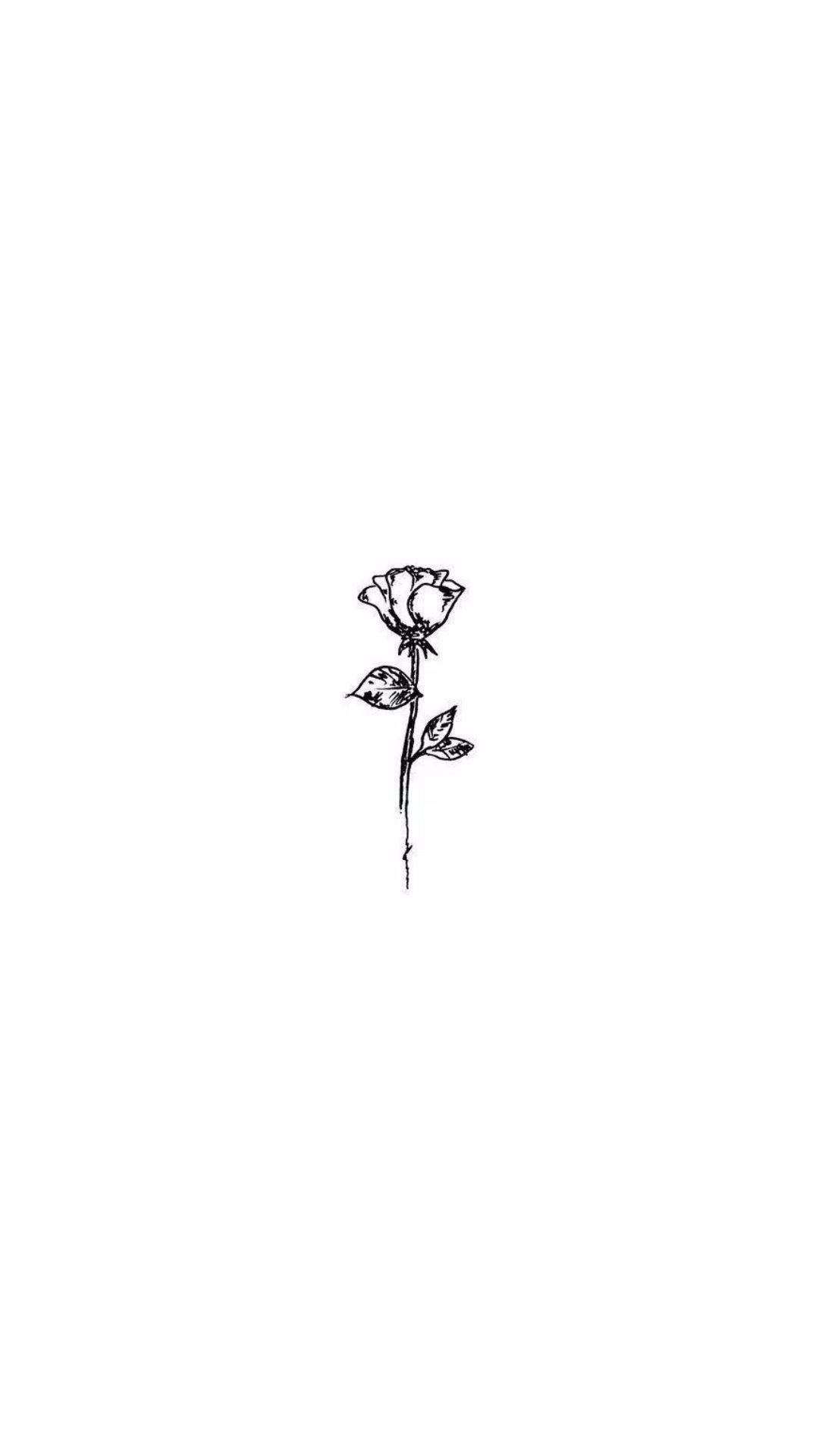 Æstetisk hvid rose Wallpapers