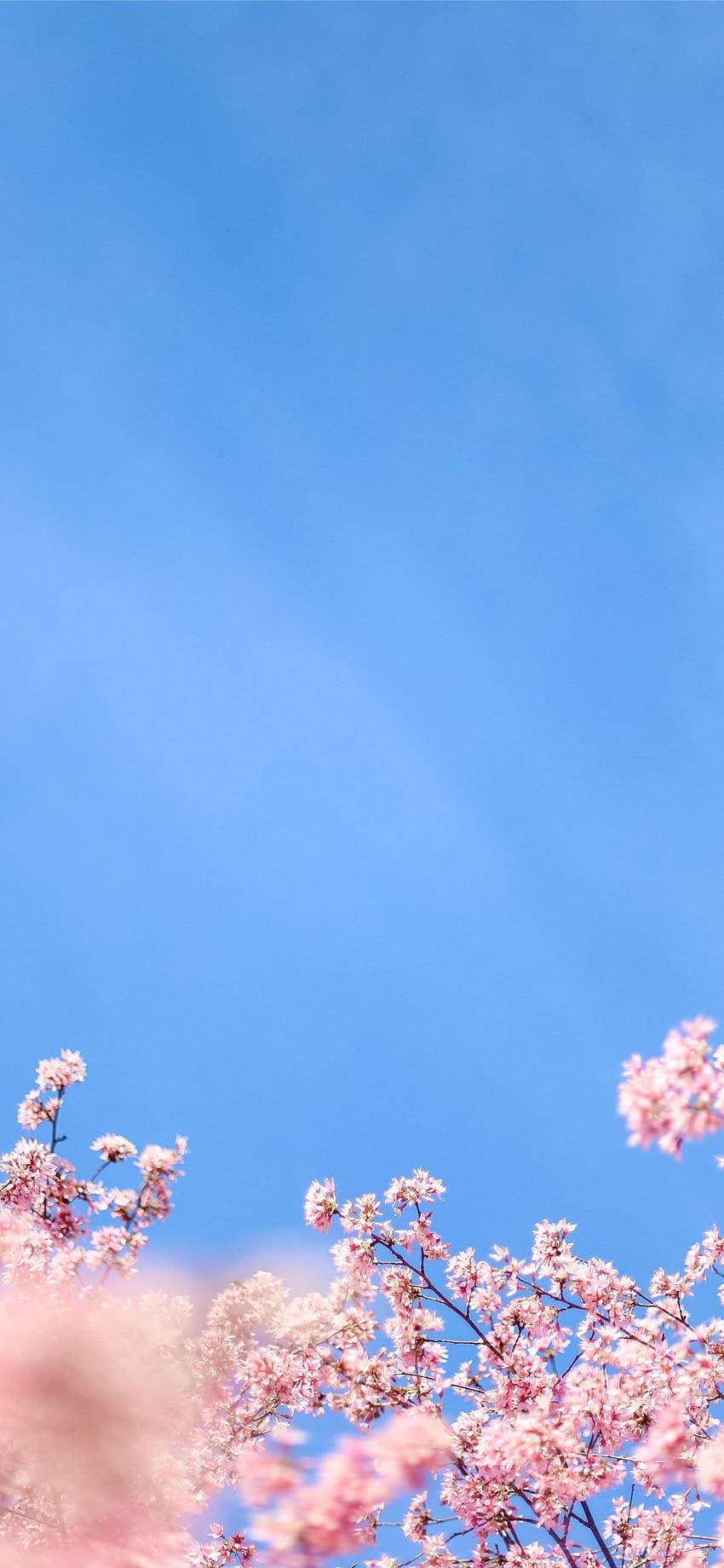 Æstetisk iPhone X Hvide Kirsebærblomster — Æstetisk iPhone Wallpapers