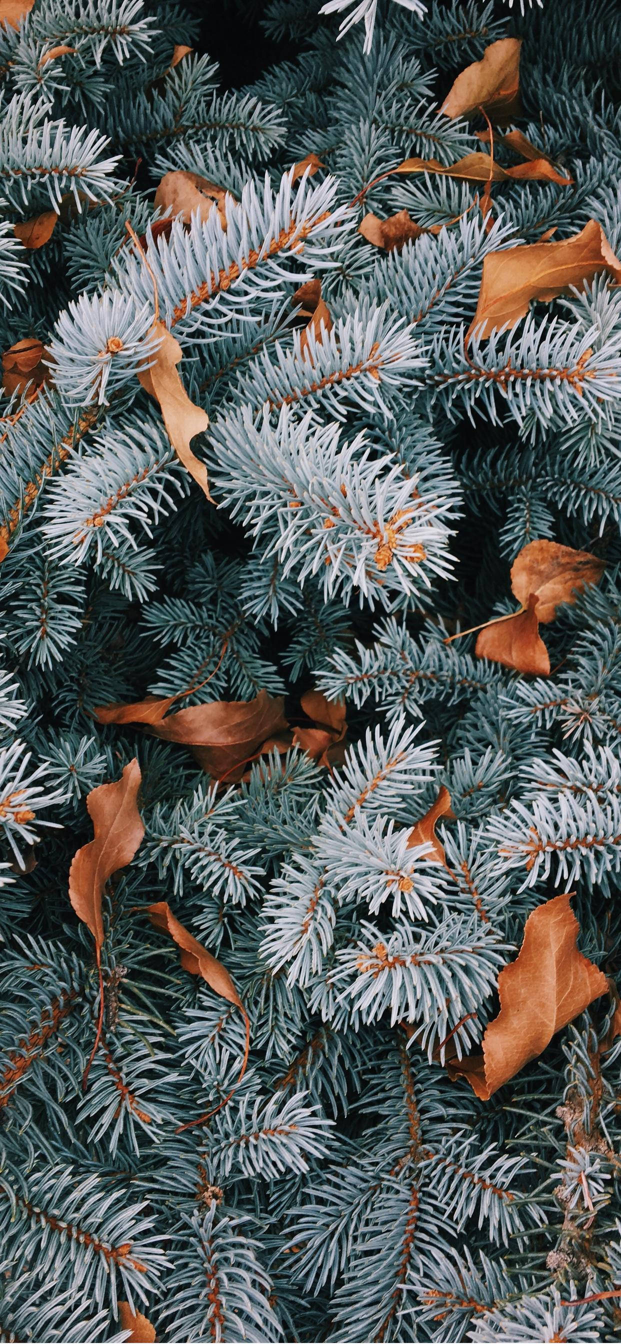 Æstetisk jule iPhone Wallpapers