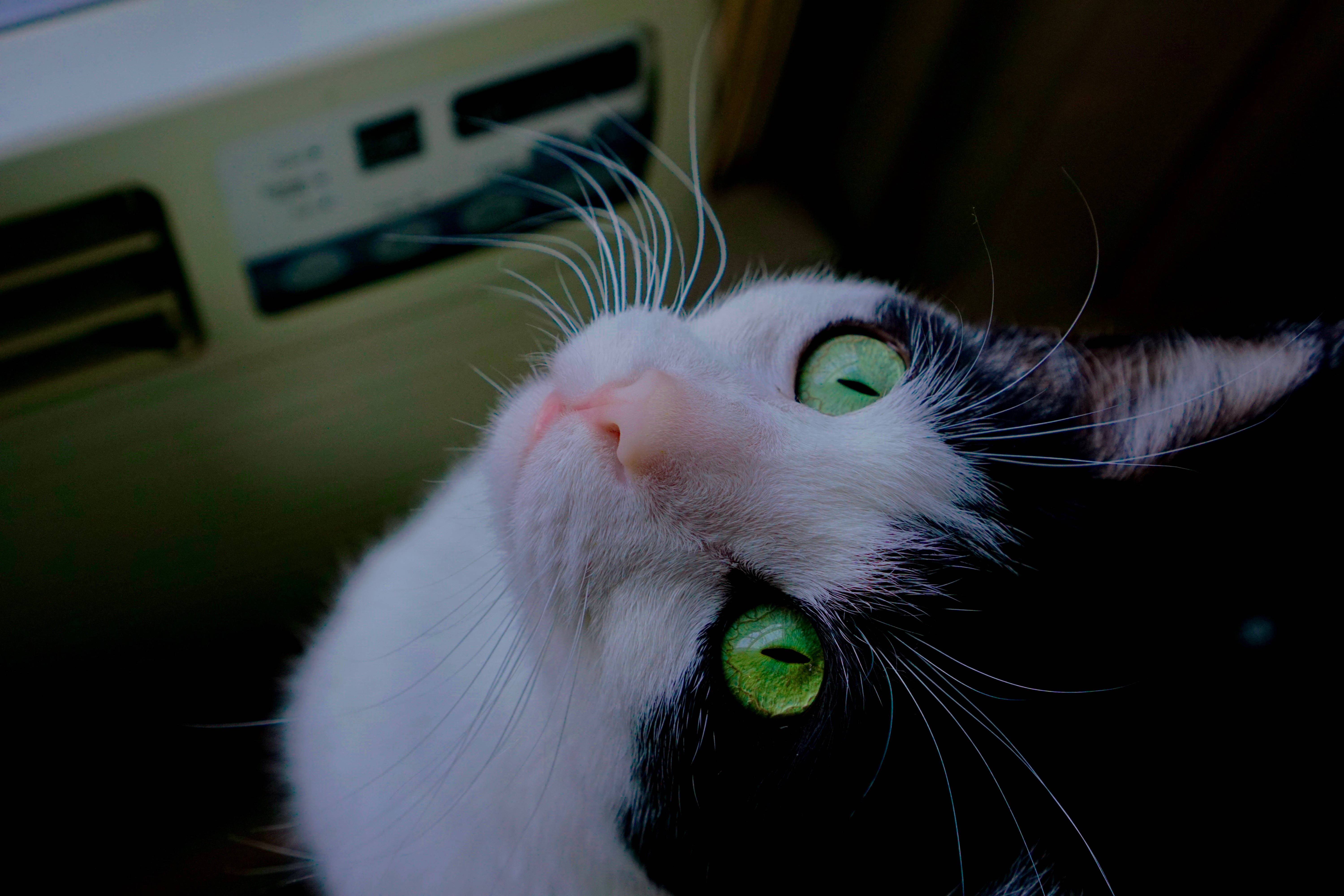 Æstetisk kat i bil Wallpapers