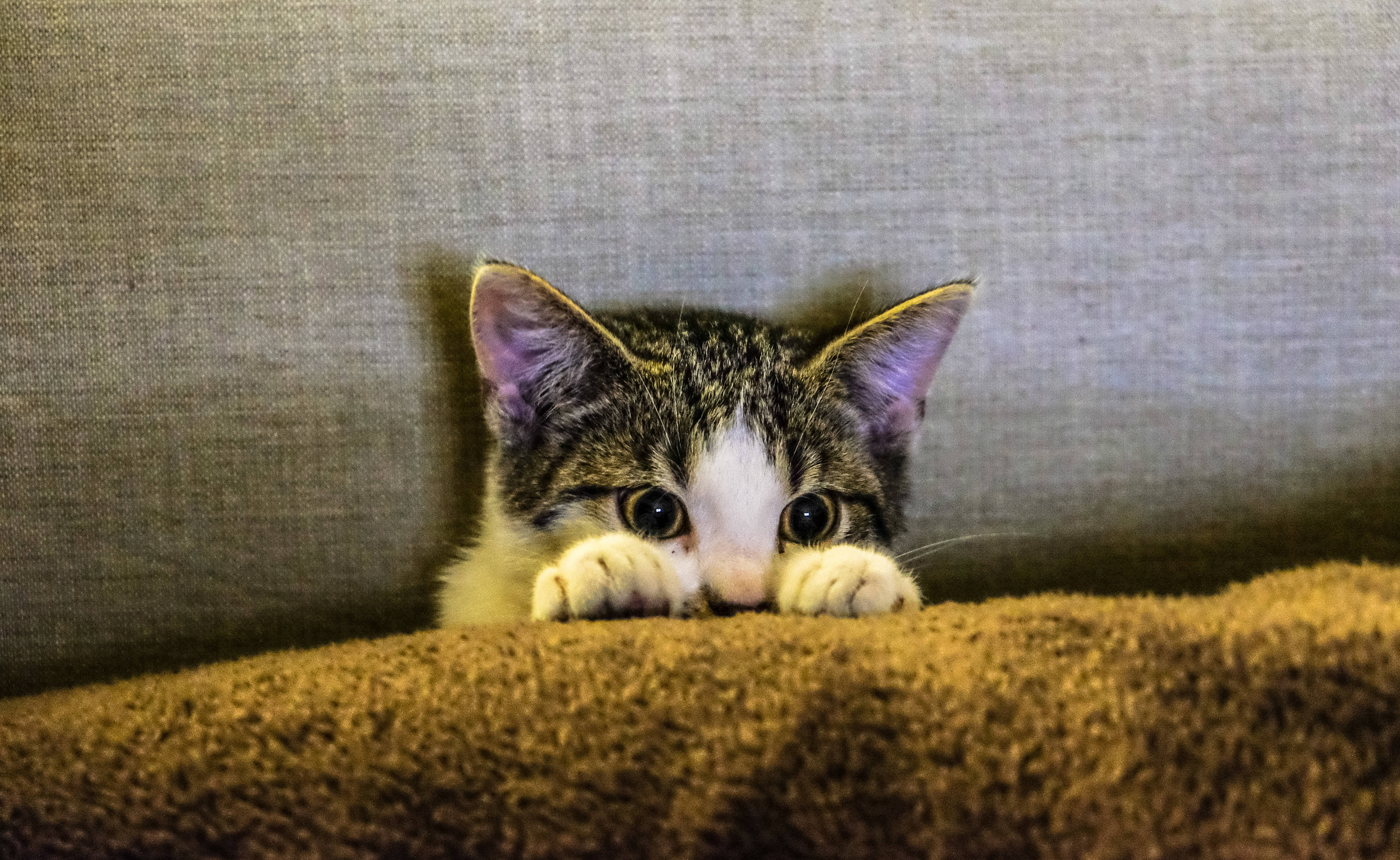 Æstetisk kat i sofa Wallpapers