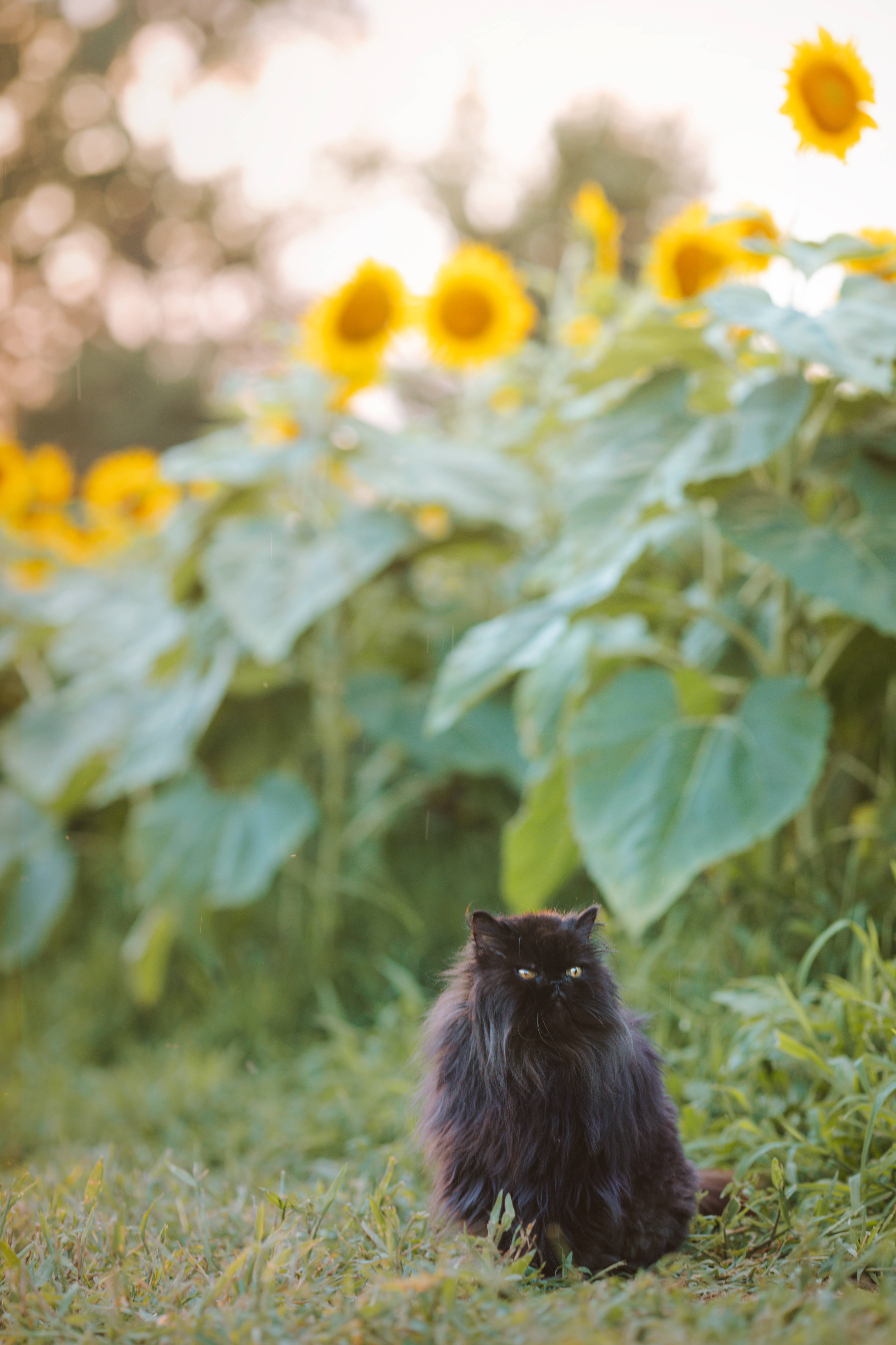Æstetisk kat med solsikker Wallpapers