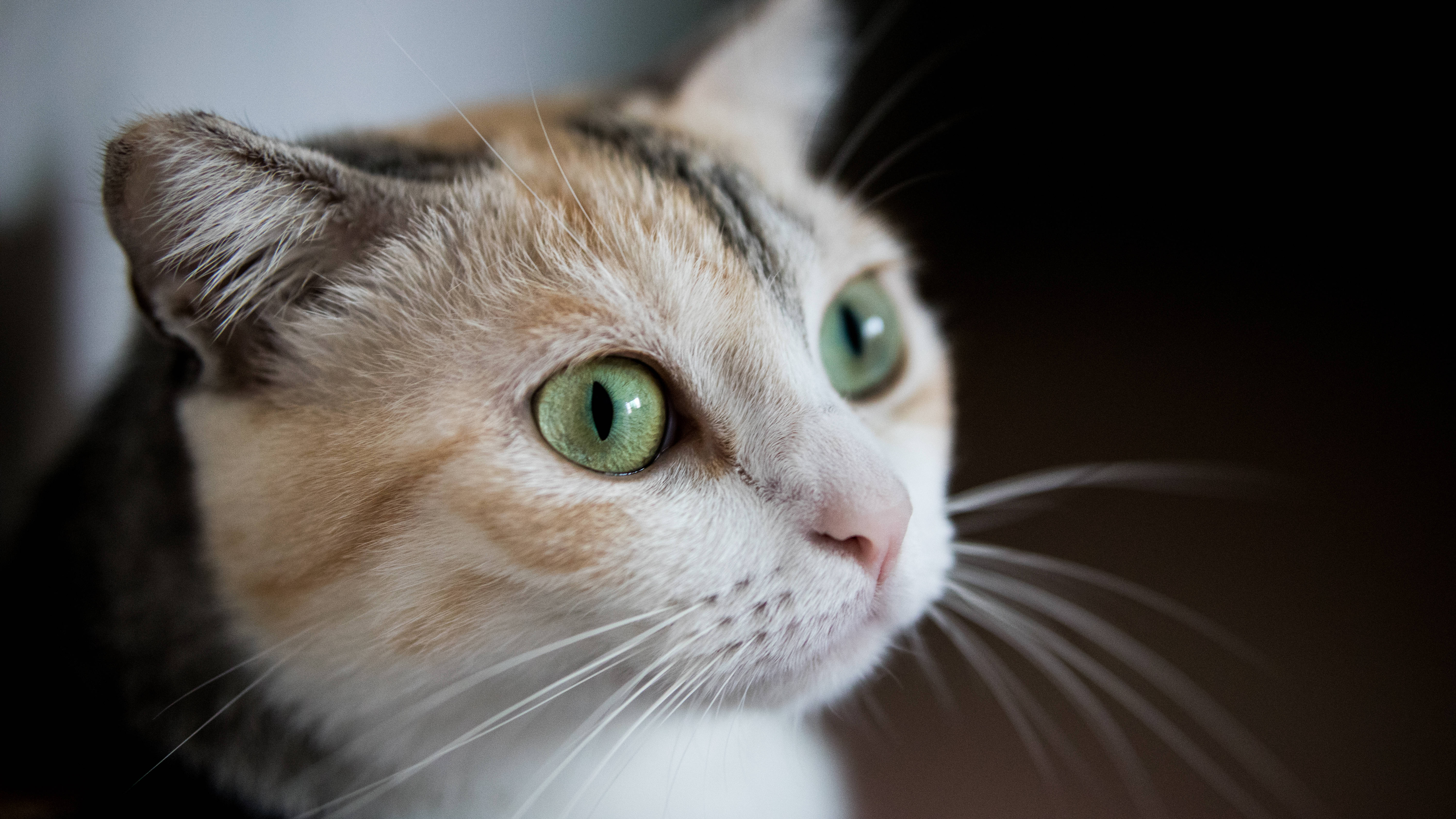 Æstetisk kat med grønne øjne Wallpapers