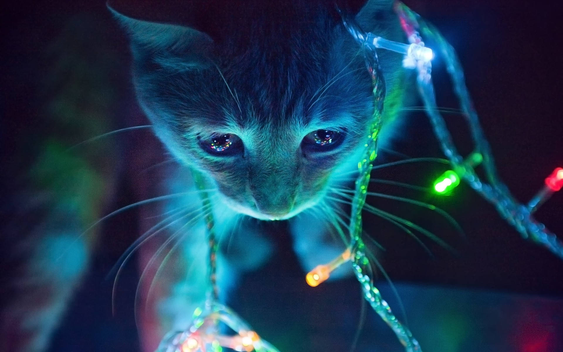 Æstetisk kat med lys Wallpapers