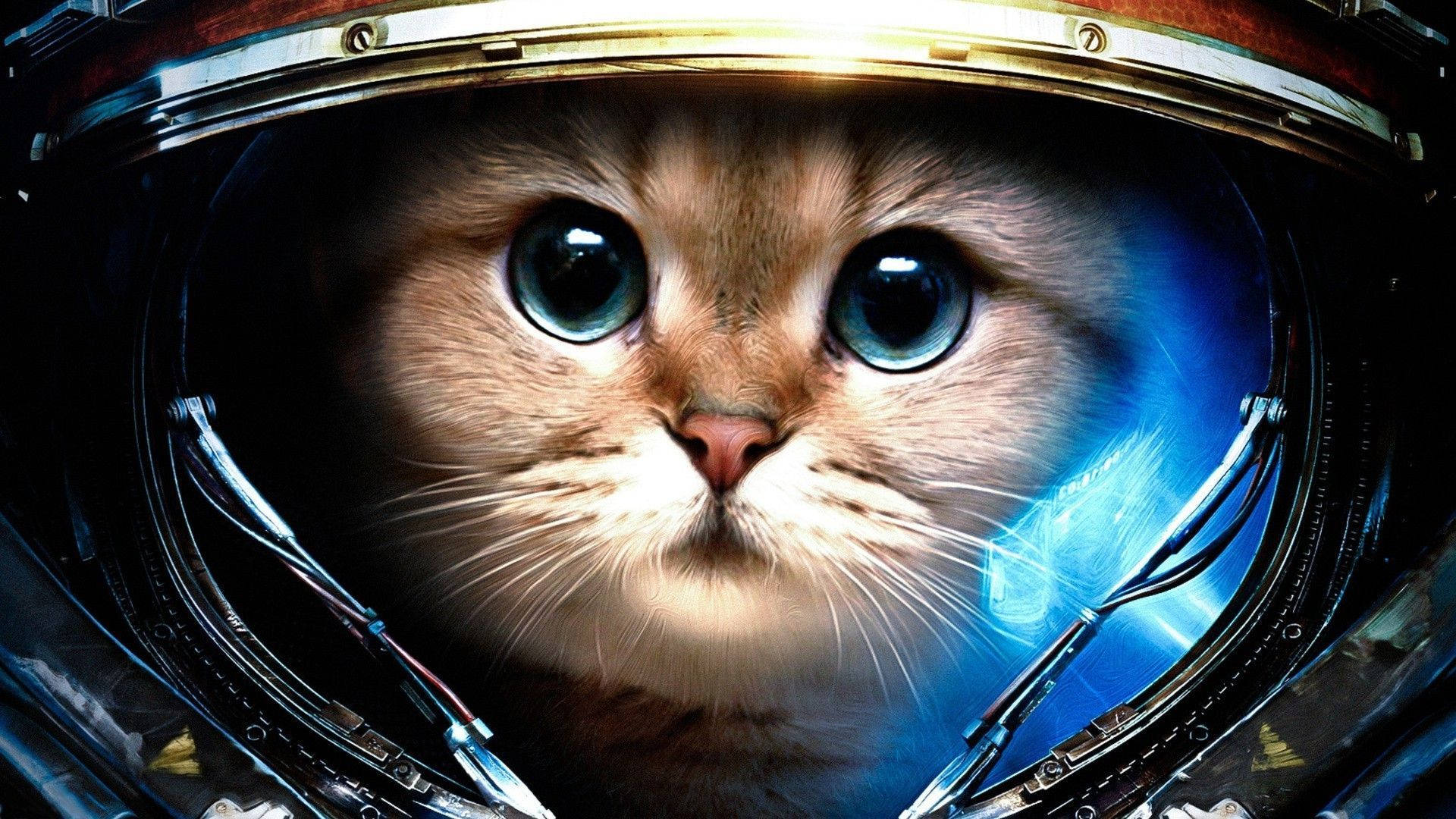Æstetisk kat med hjelm Wallpapers