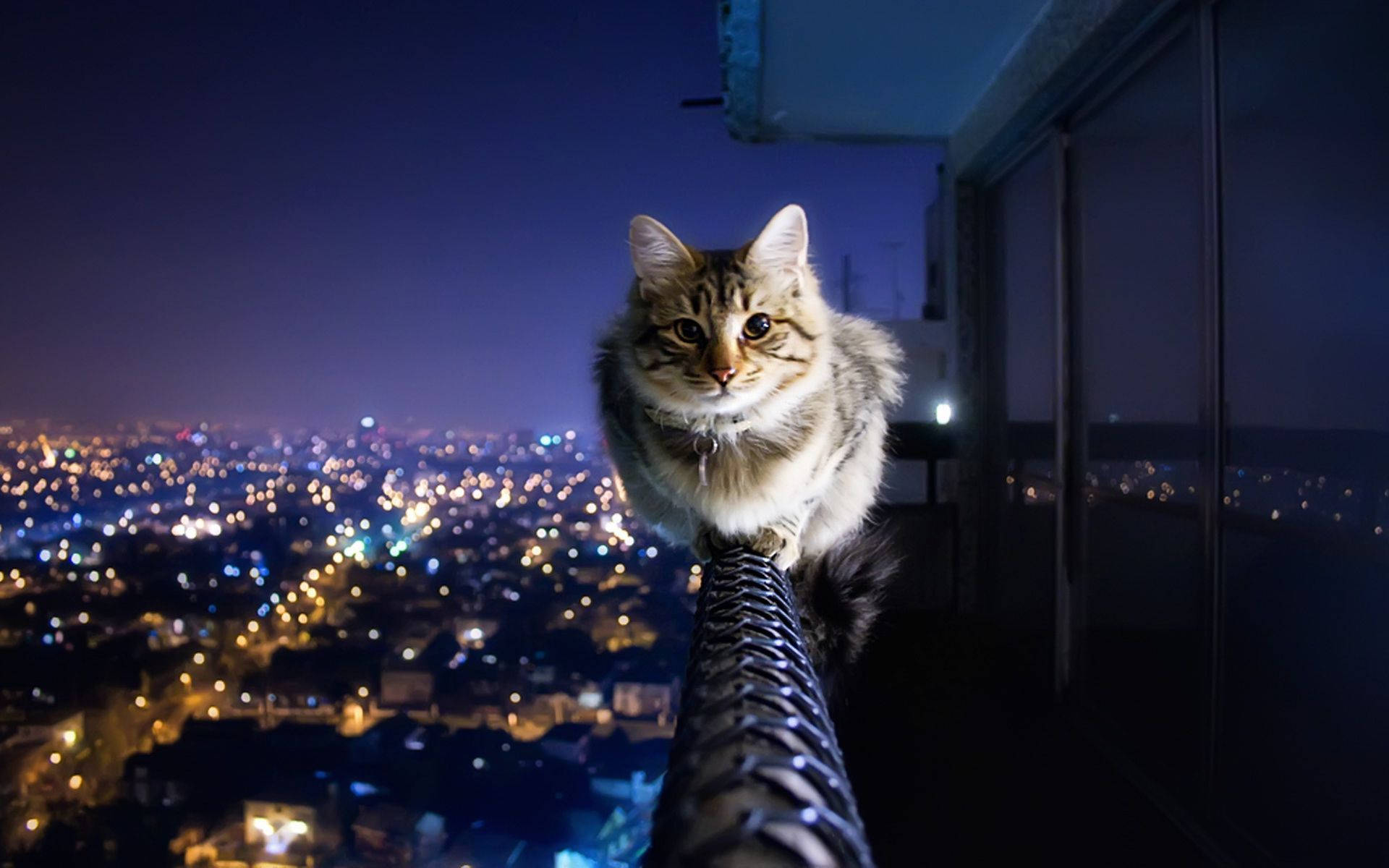 Æstetisk kat på altan Wallpapers