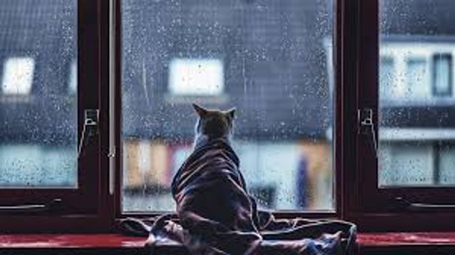 Æstetisk kat ser på regn Wallpapers