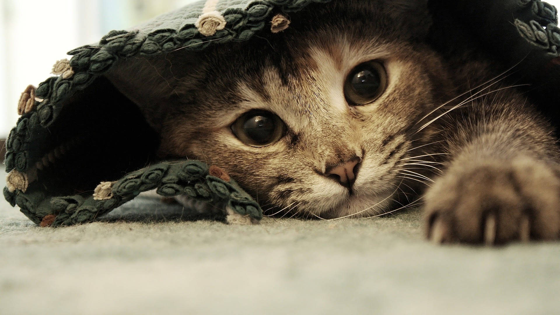Æstetisk kat under tæppe Wallpapers