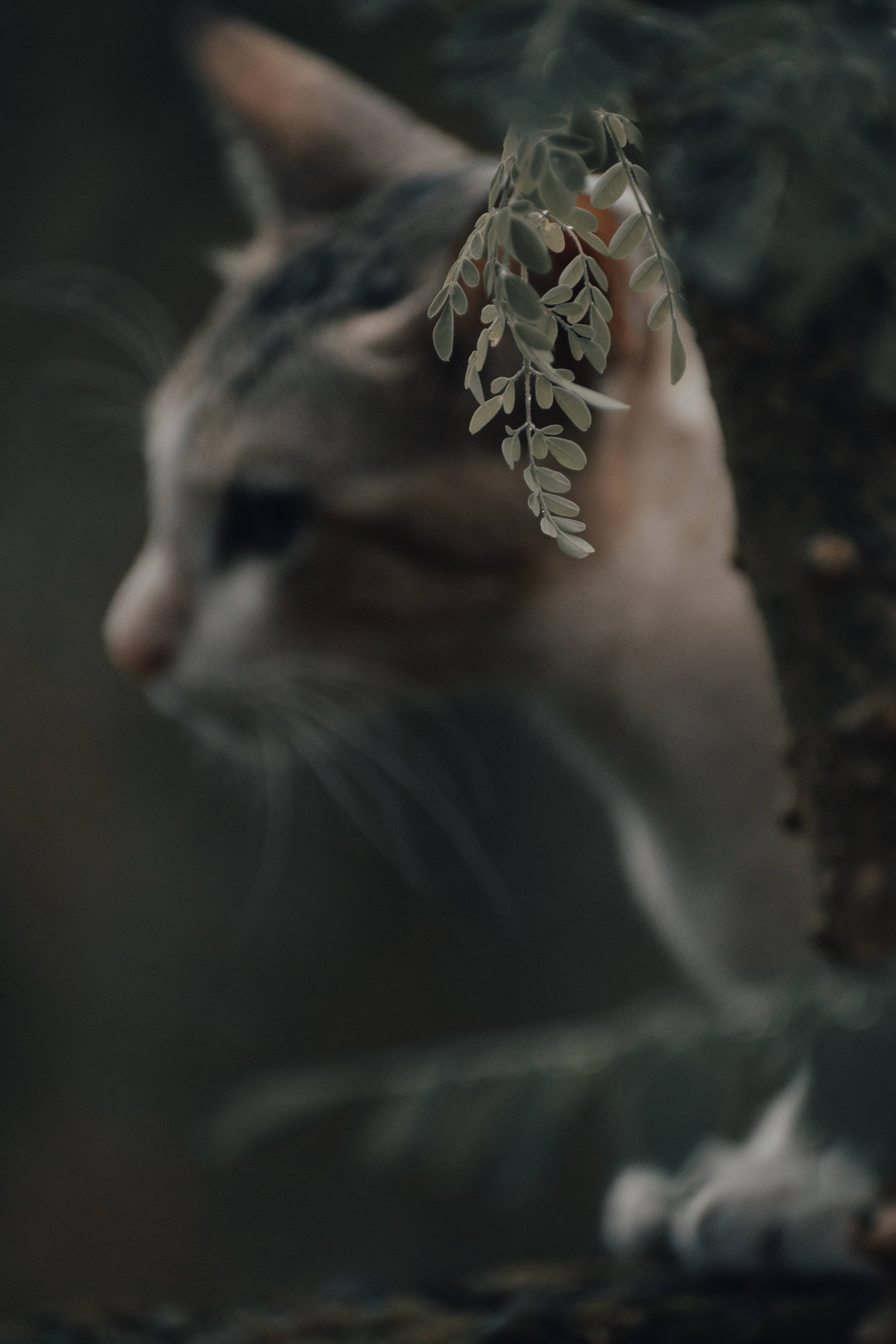 Æstetisk kat ved siden af træ Wallpapers