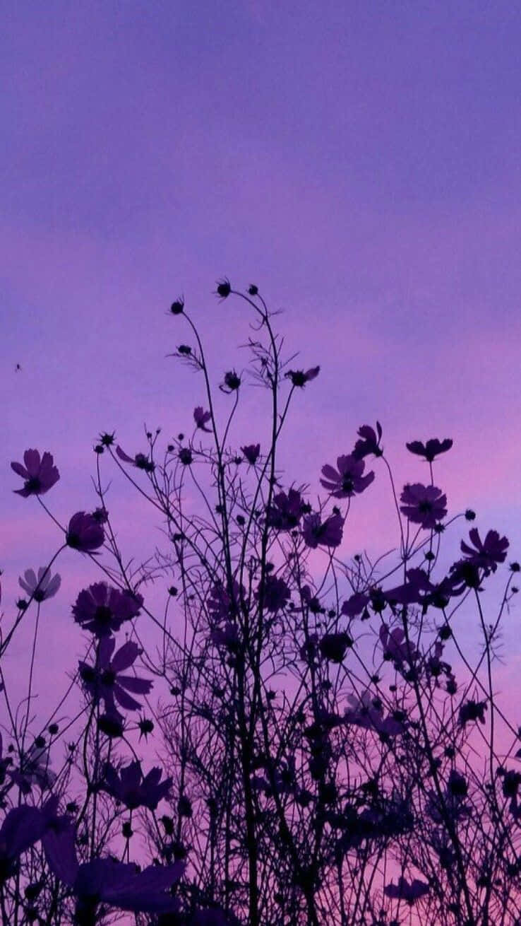 Æstetisk lilla kosmosblomst lav vinkel baggrund Wallpapers