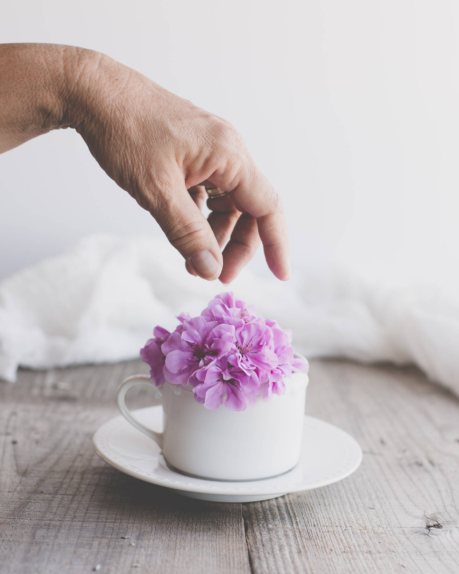Et elegant lilla blomst på en hvid kop på et fint træbord wallpaper — Lilla Wallpapers