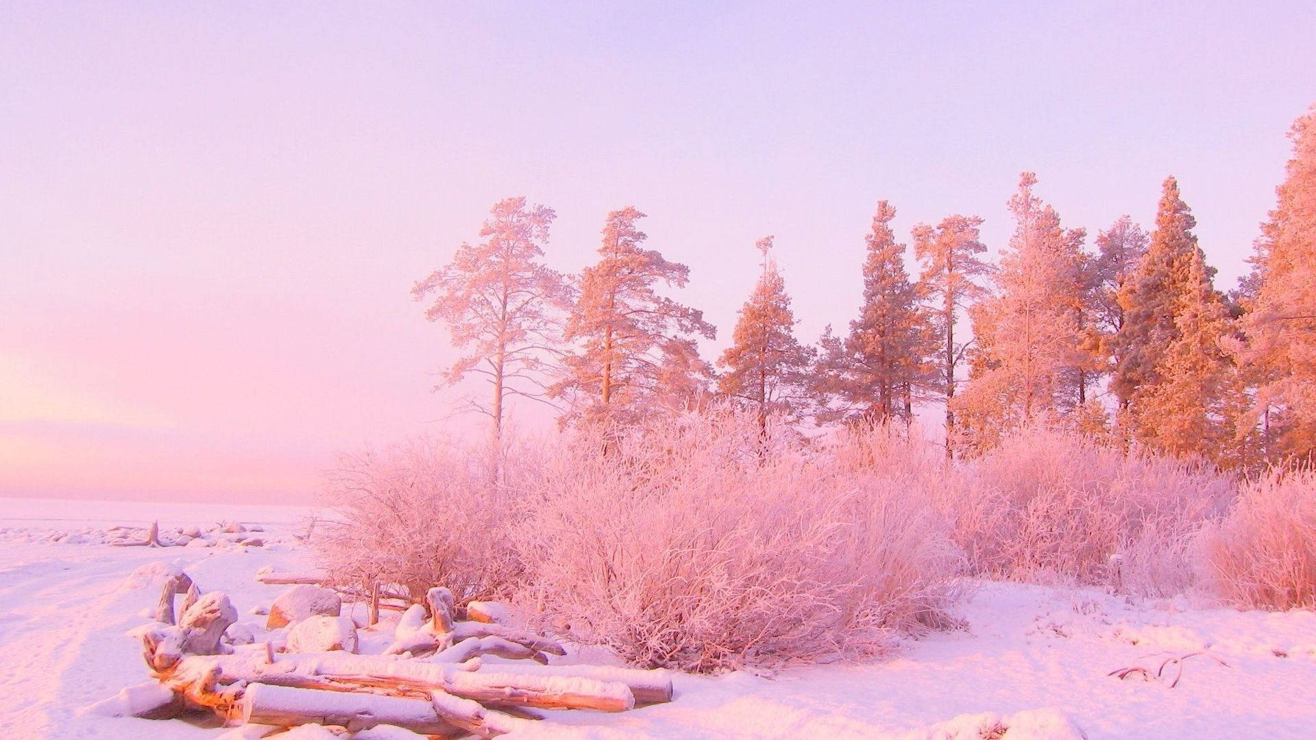 Æstetisk lyserød skov Wallpapers